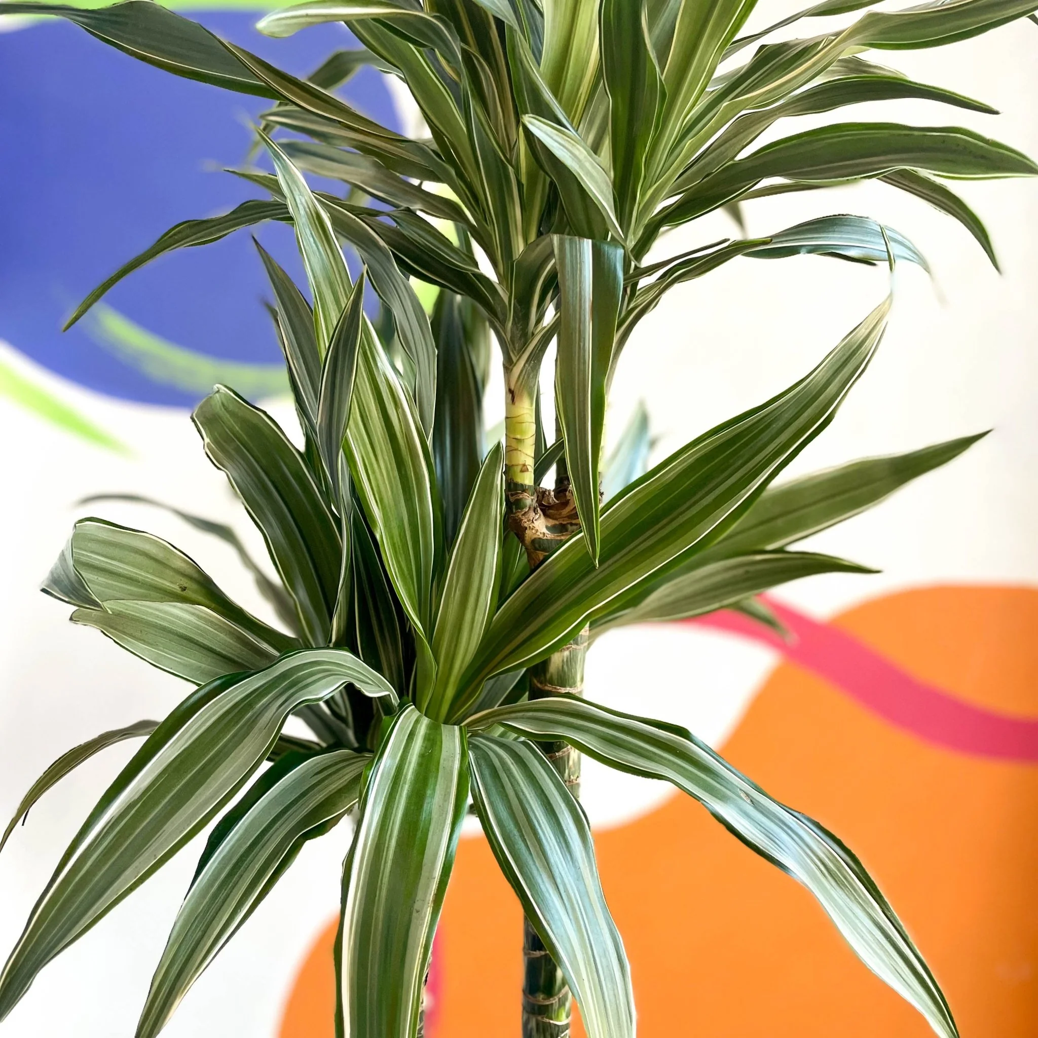 Dragon Tree - Dracaena deremensis 'Warneckii' - British Grown - Image 5