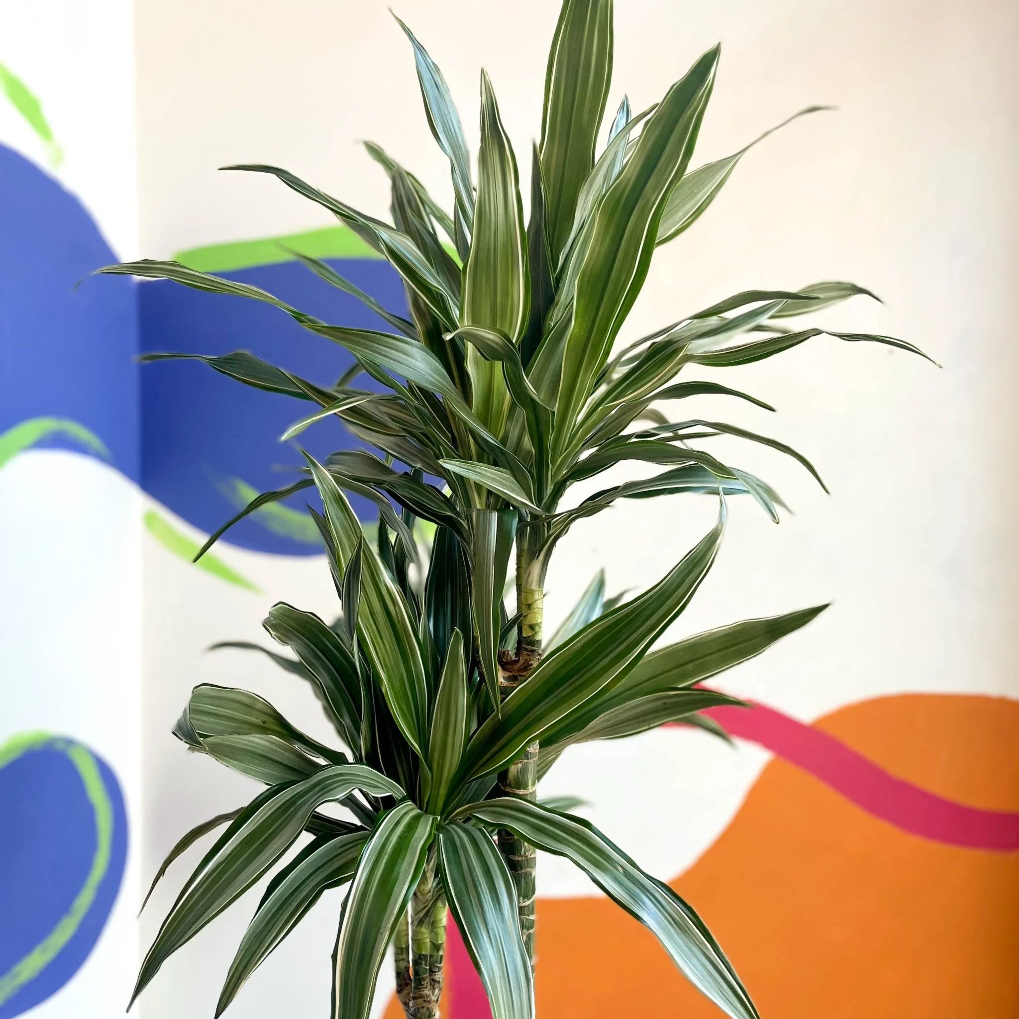 Dragon Tree - Dracaena deremensis 'Warneckii' - British Grown - Image 7
