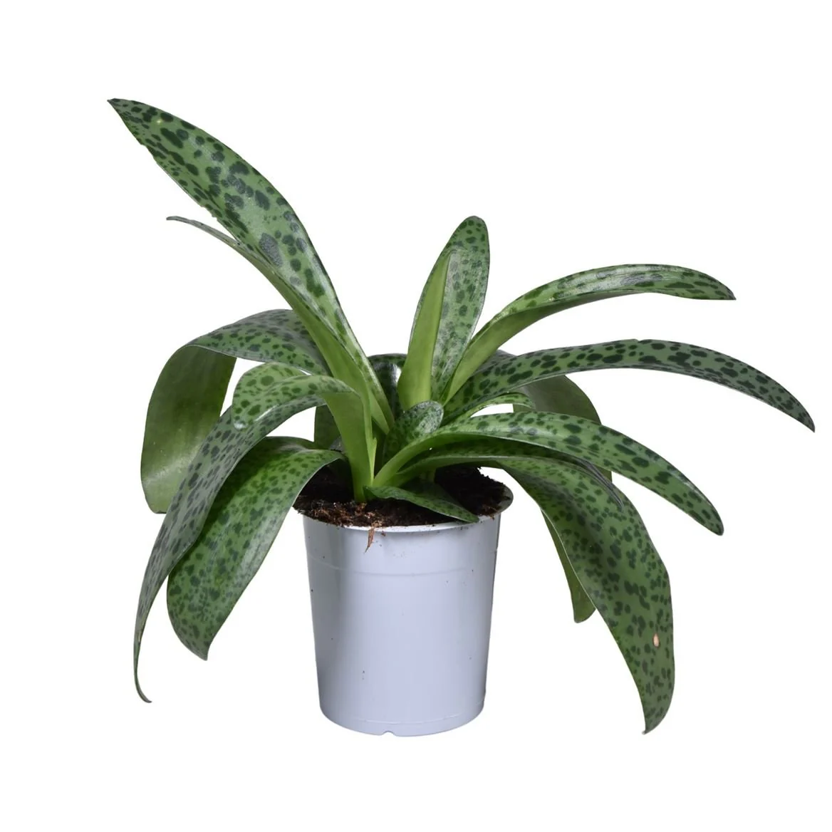 Drimiopsis kirkii - Giant Squill Plant - Image 2