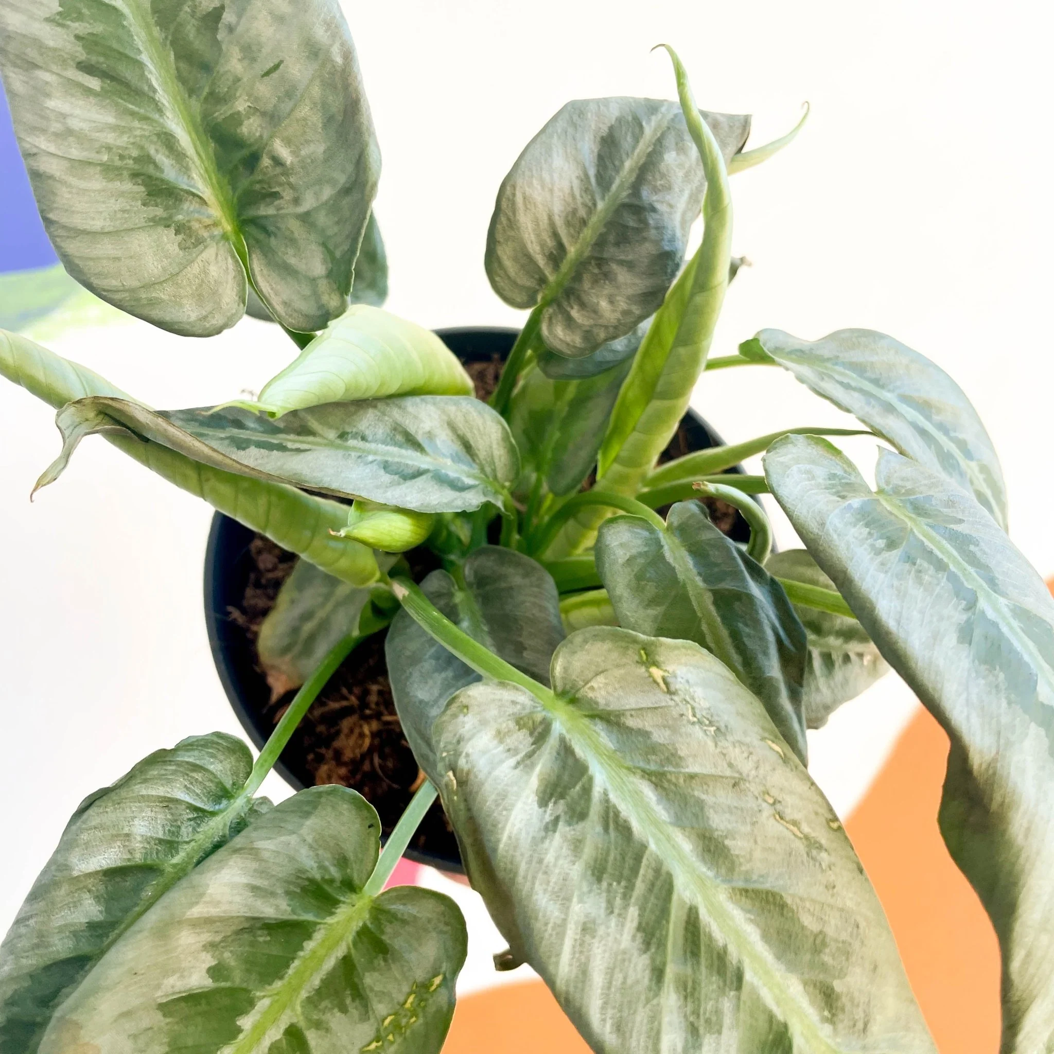 Schismatoglottis 'Silver Indukan' - Image 2