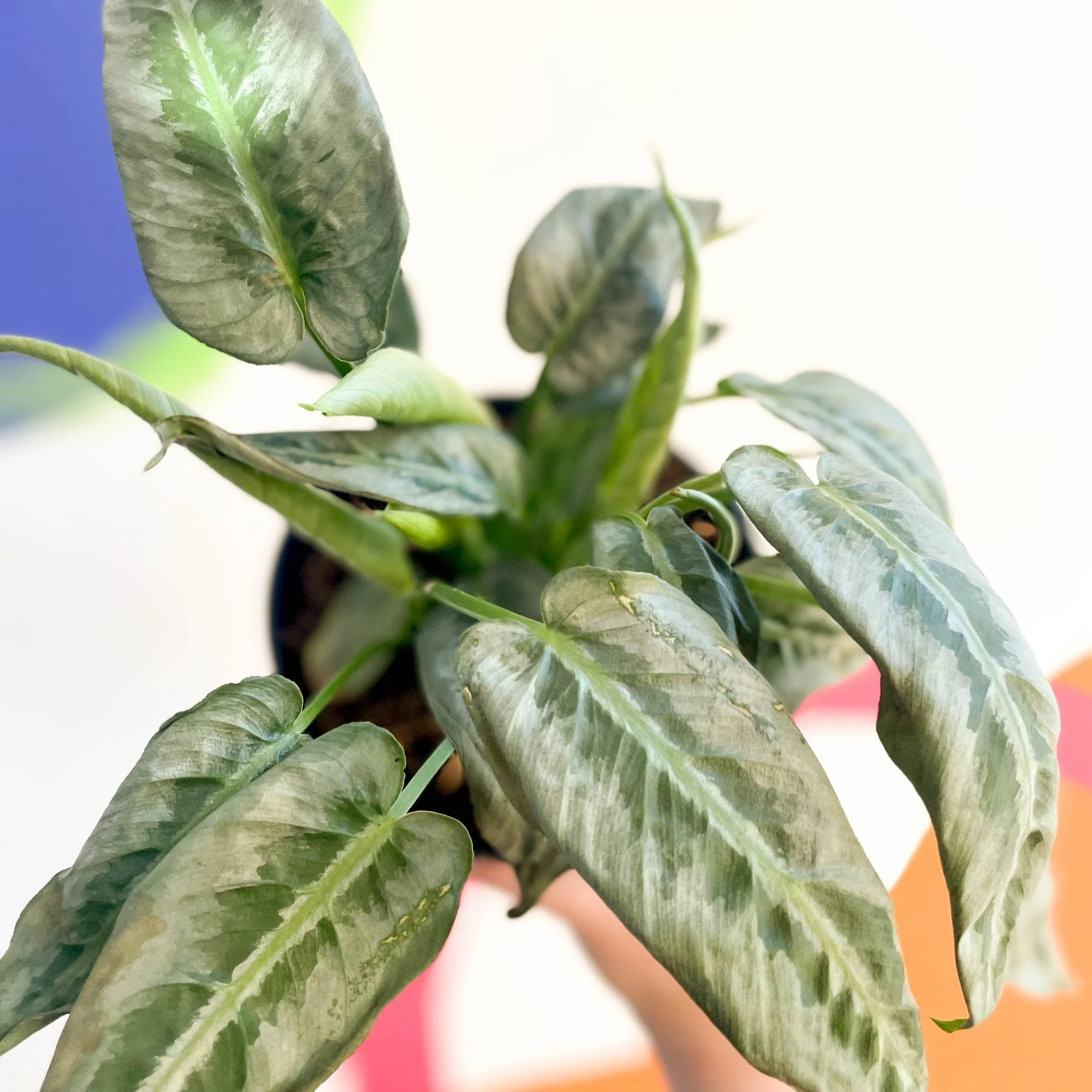 Schismatoglottis 'Silver Indukan' - Image 7