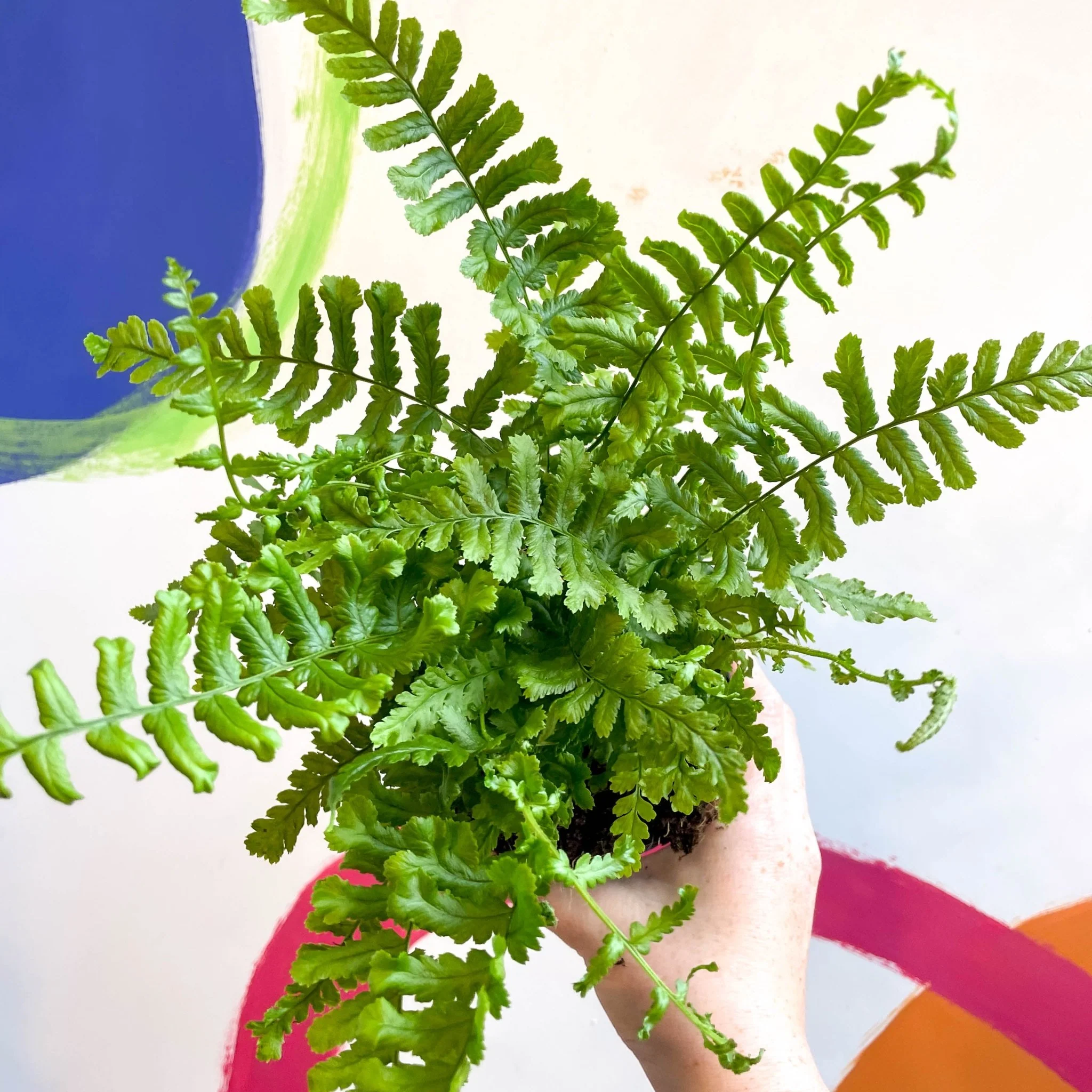 Dryopteris affinis 'Cristata The King' - Scaly Male Fern [Hardy Semi-evergreen] - Image 10
