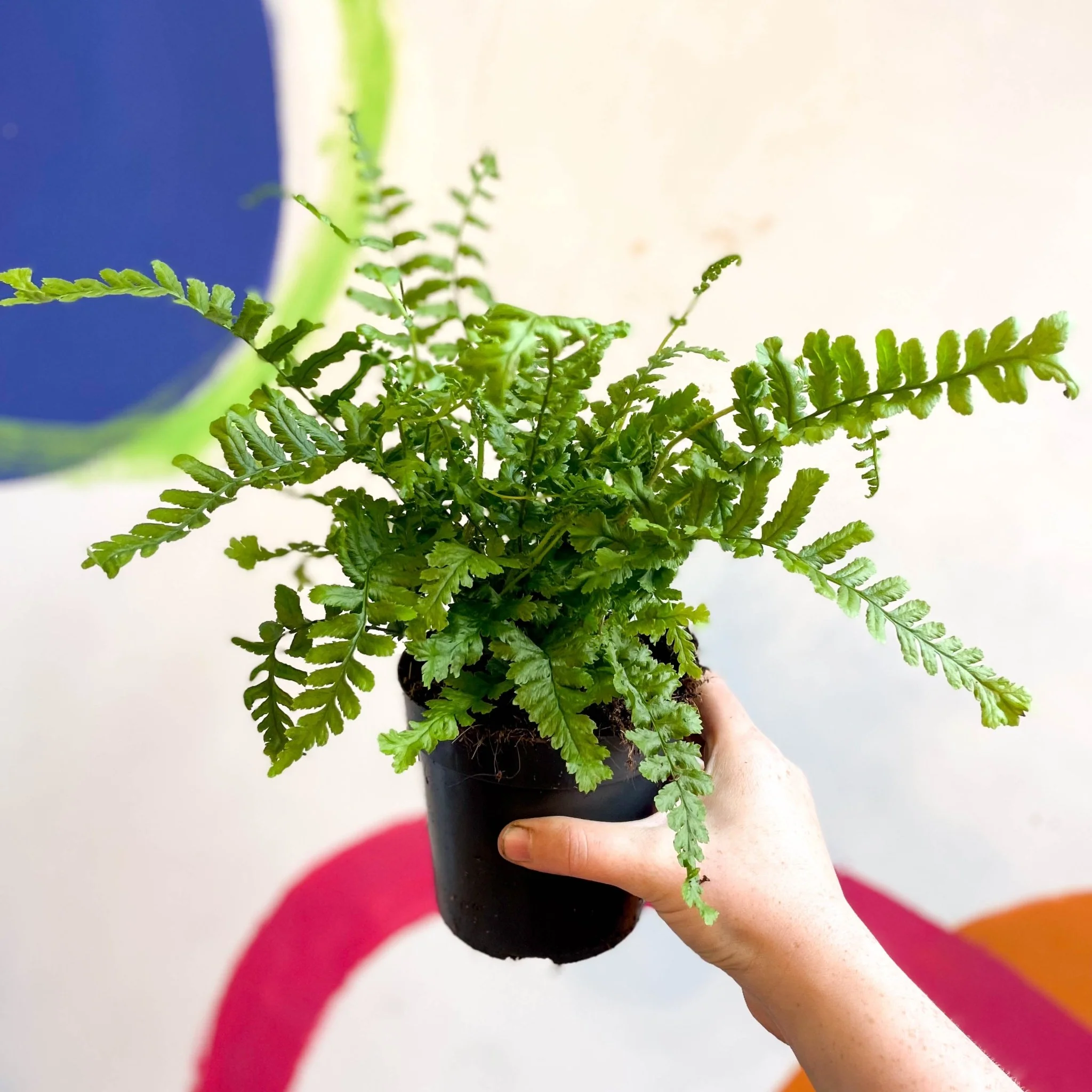 Dryopteris affinis 'Cristata The King' - Scaly Male Fern [Hardy Semi-evergreen] - Image 3