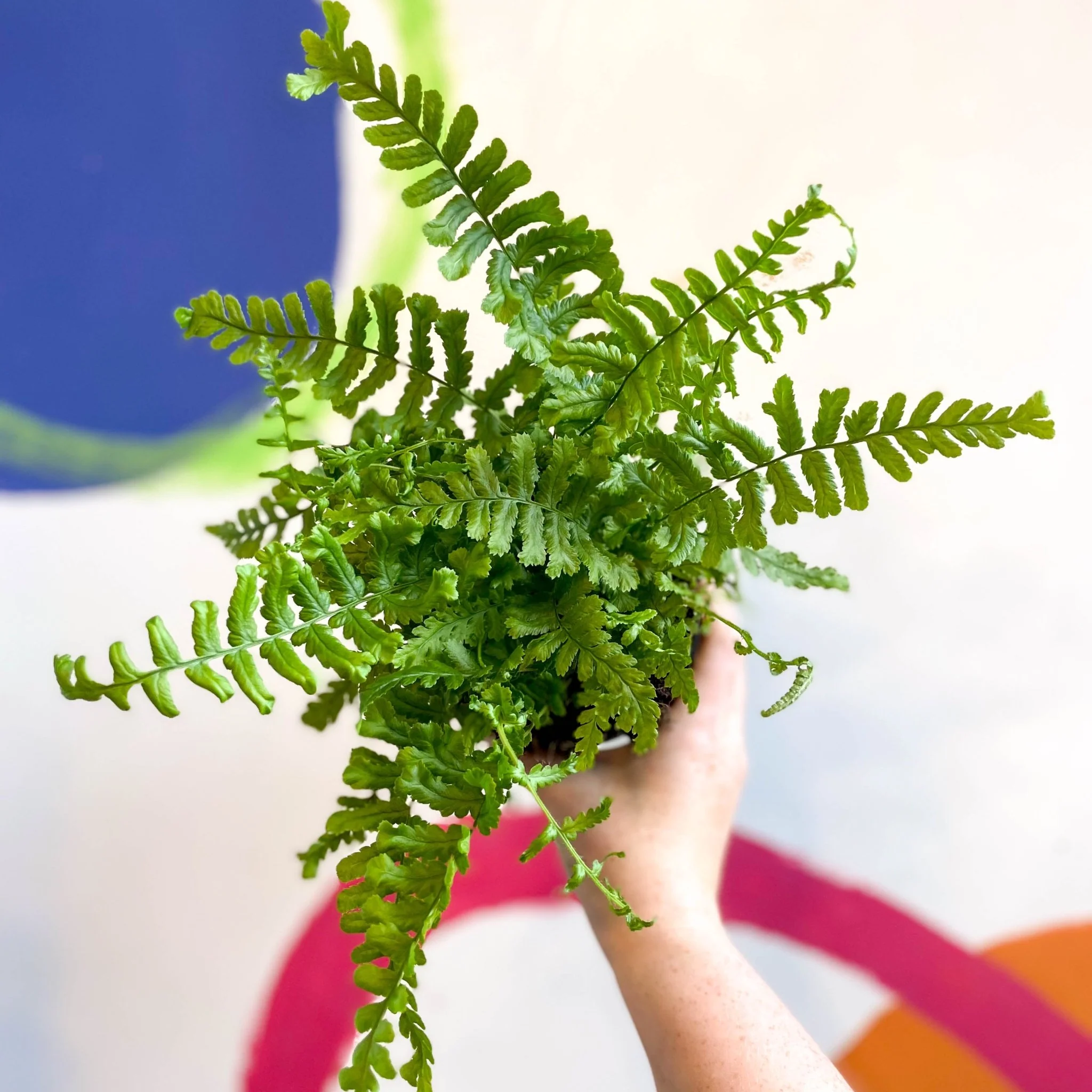 Dryopteris affinis 'Cristata The King' - Scaly Male Fern [Hardy Semi-evergreen] - Image 4