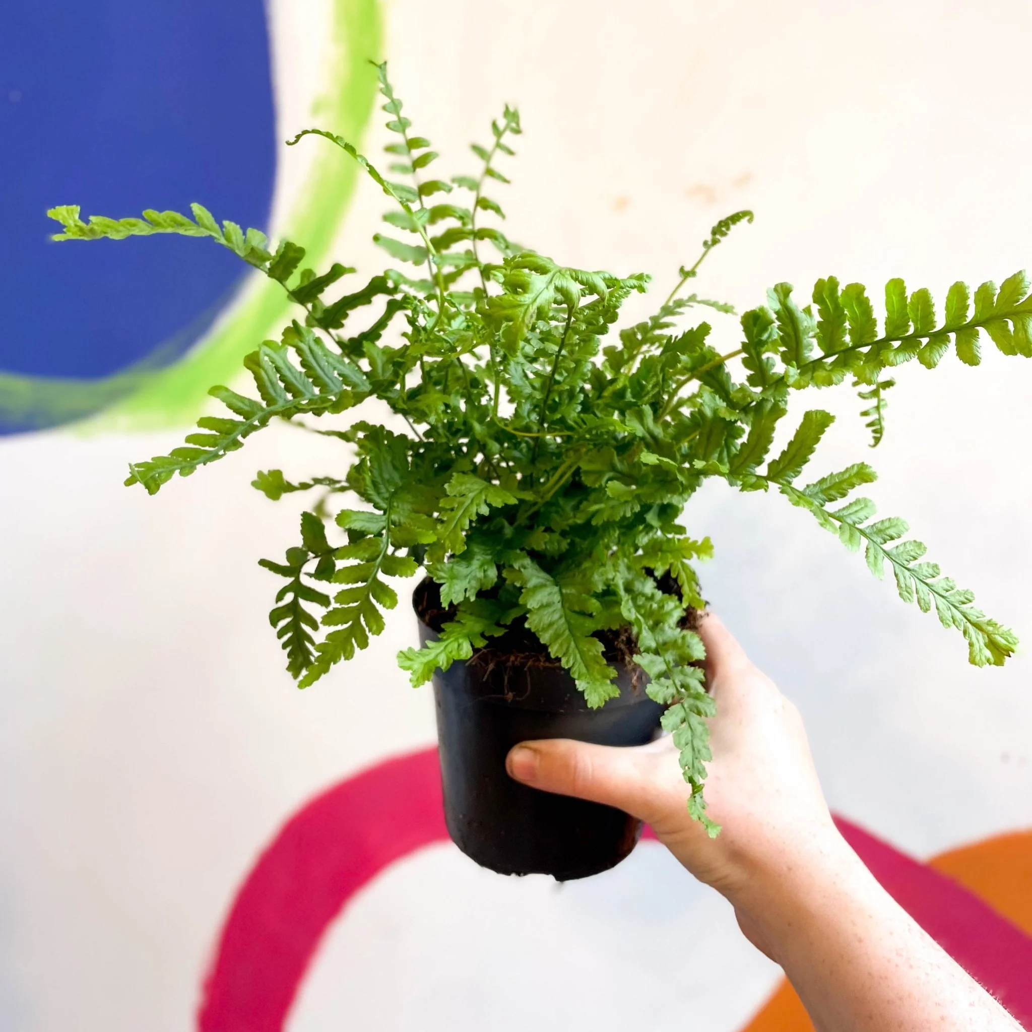 Dryopteris affinis 'Cristata The King' - Scaly Male Fern [Hardy Semi-evergreen] - Image 8