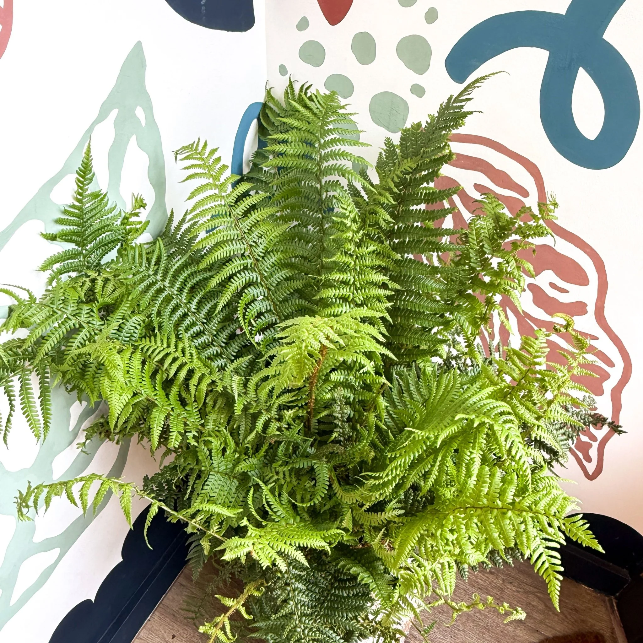 Dryopteris affinis - Scaly Male Fern [Hardy Semi-evergreen] - Image 10