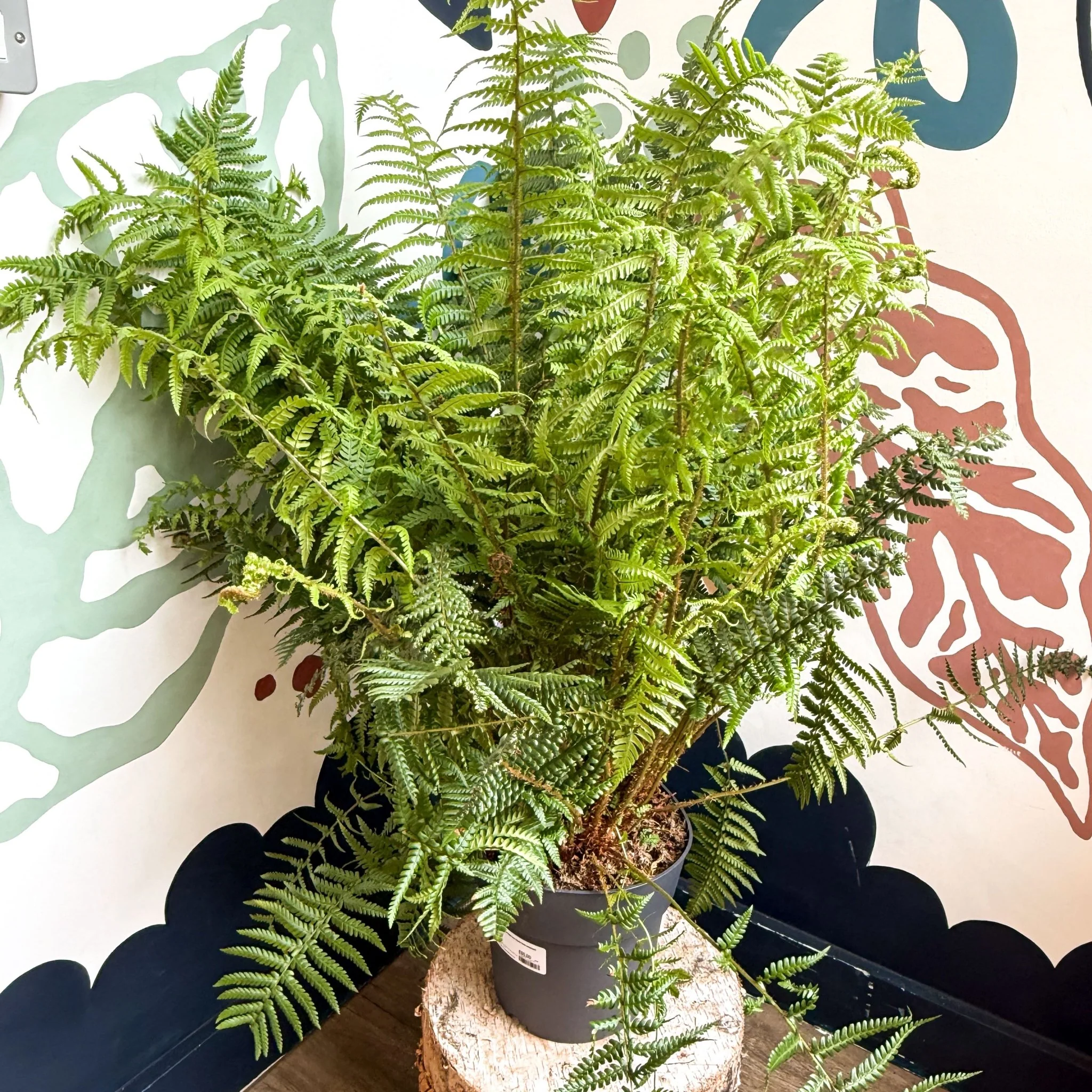 Dryopteris affinis - Scaly Male Fern [Hardy Semi-evergreen] - Image 11