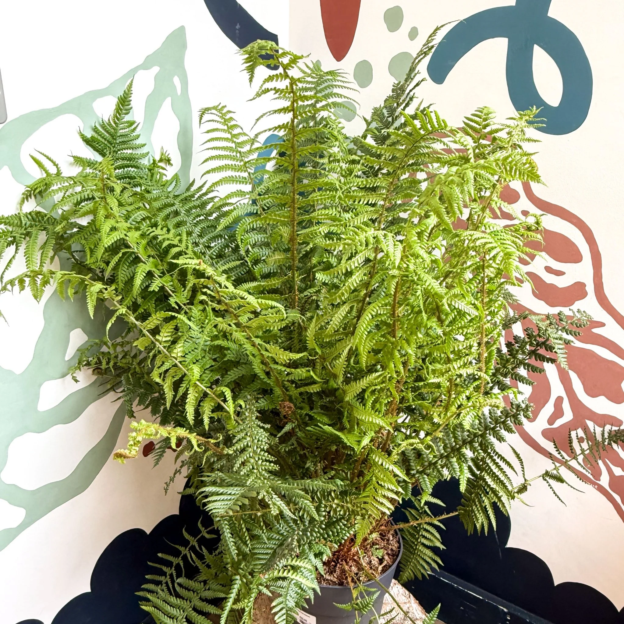 Dryopteris affinis - Scaly Male Fern [Hardy Semi-evergreen] - Image 12