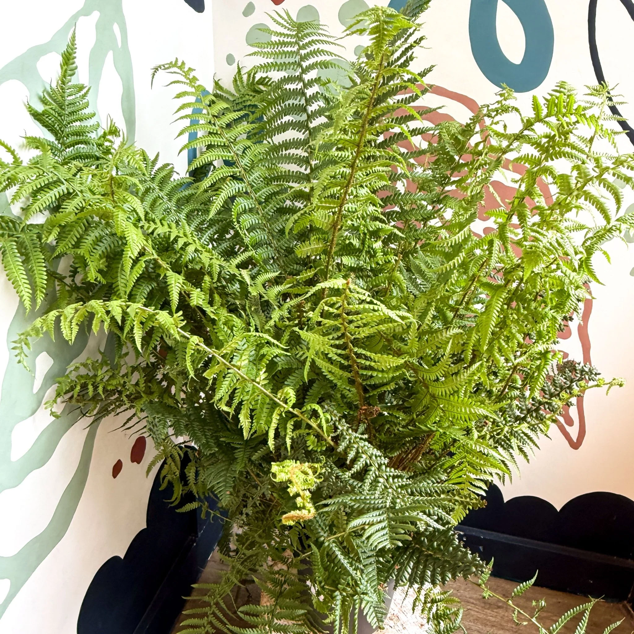 Dryopteris affinis - Scaly Male Fern [Hardy Semi-evergreen] - Image 13