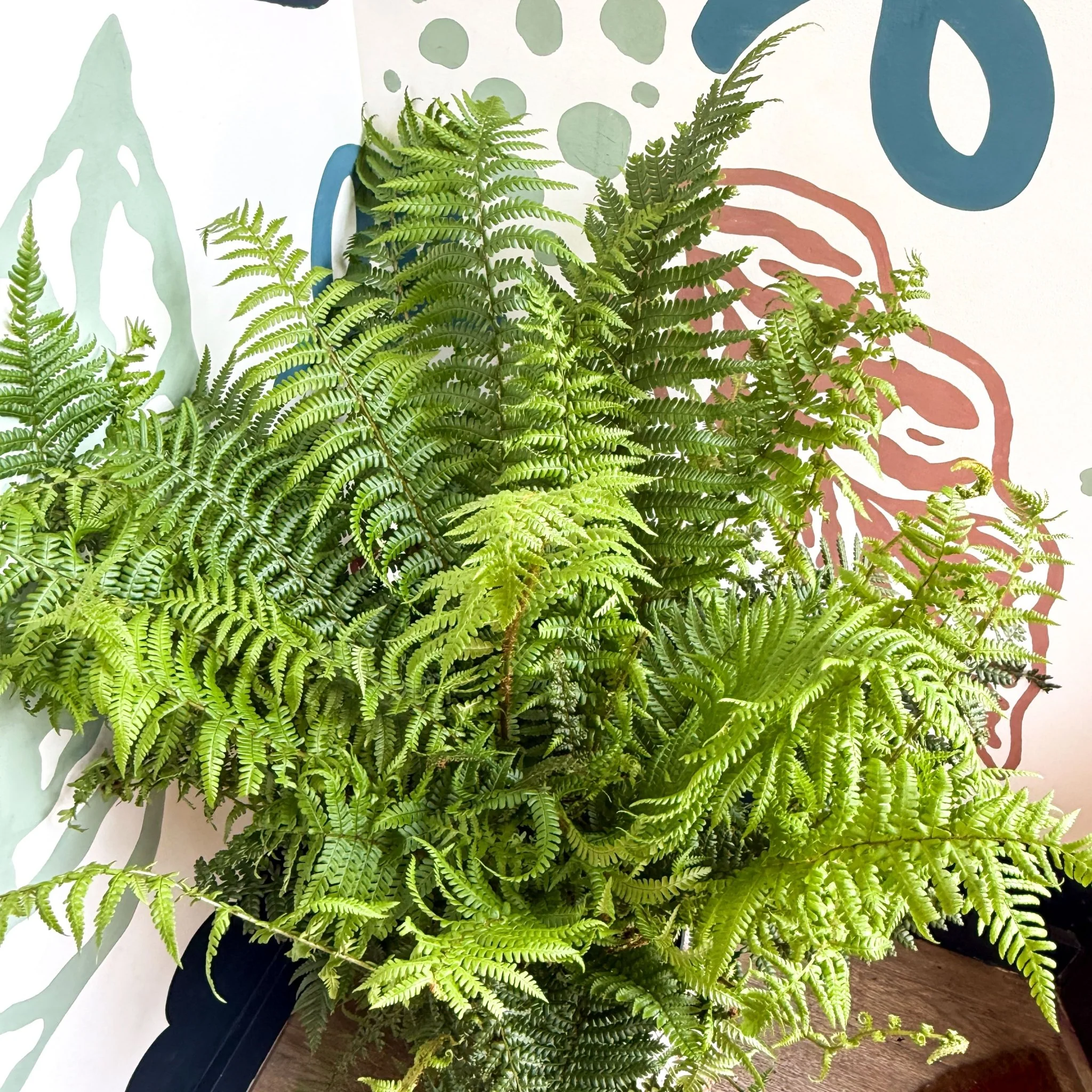 Dryopteris affinis - Scaly Male Fern [Hardy Semi-evergreen] - Image 14