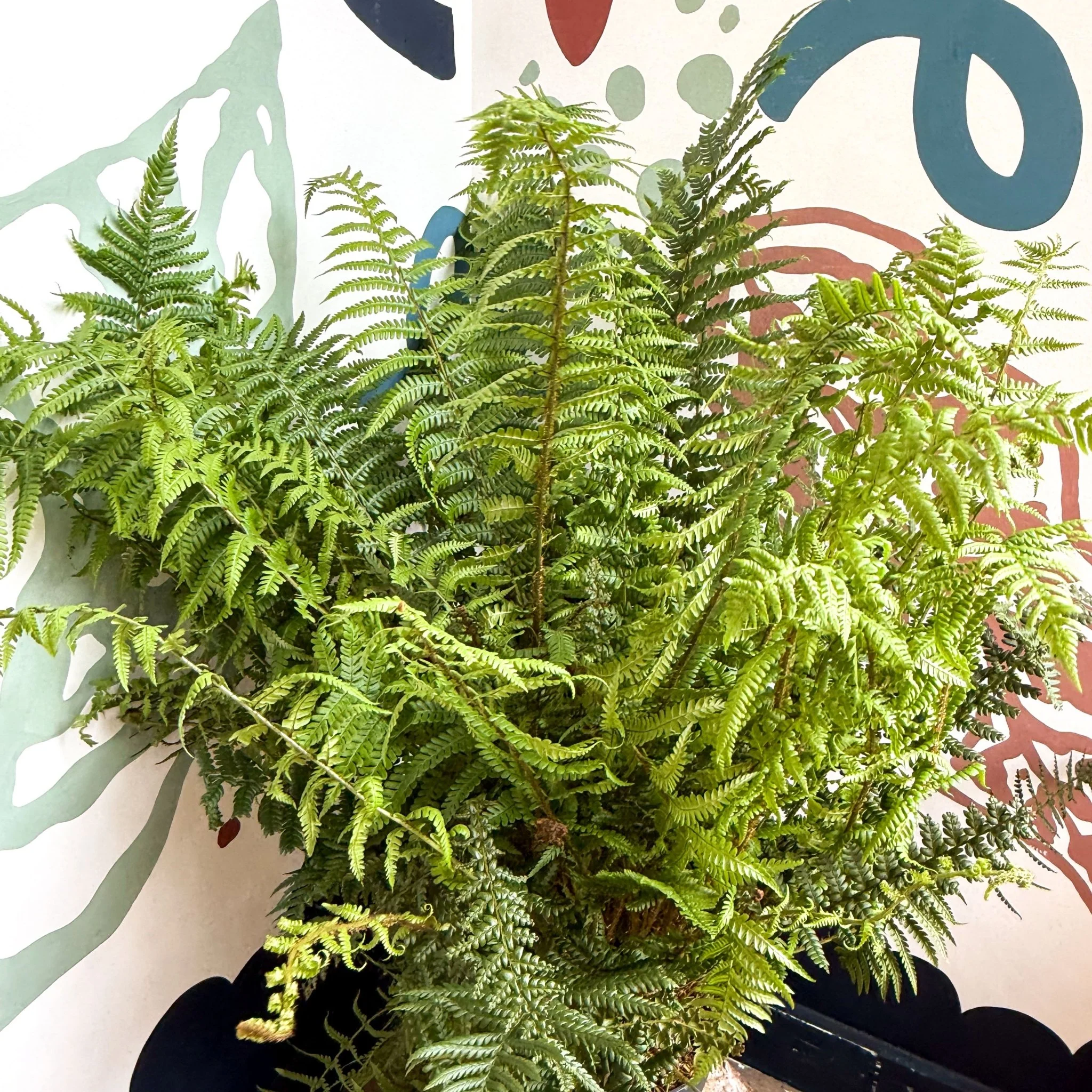 Dryopteris affinis - Scaly Male Fern [Hardy Semi-evergreen] - Image 15
