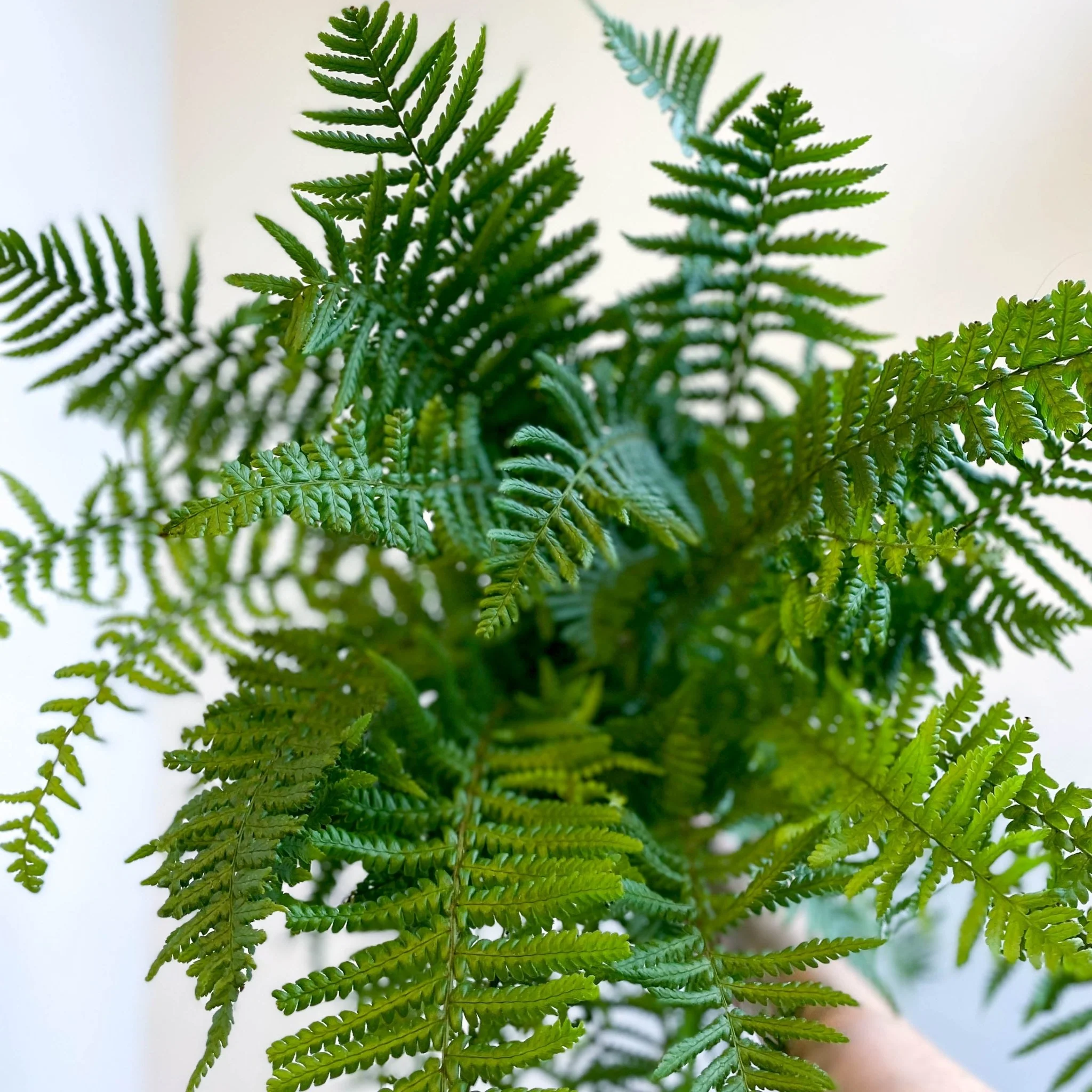 Dryopteris affinis - Scaly Male Fern [Hardy Semi-evergreen] - Image 2