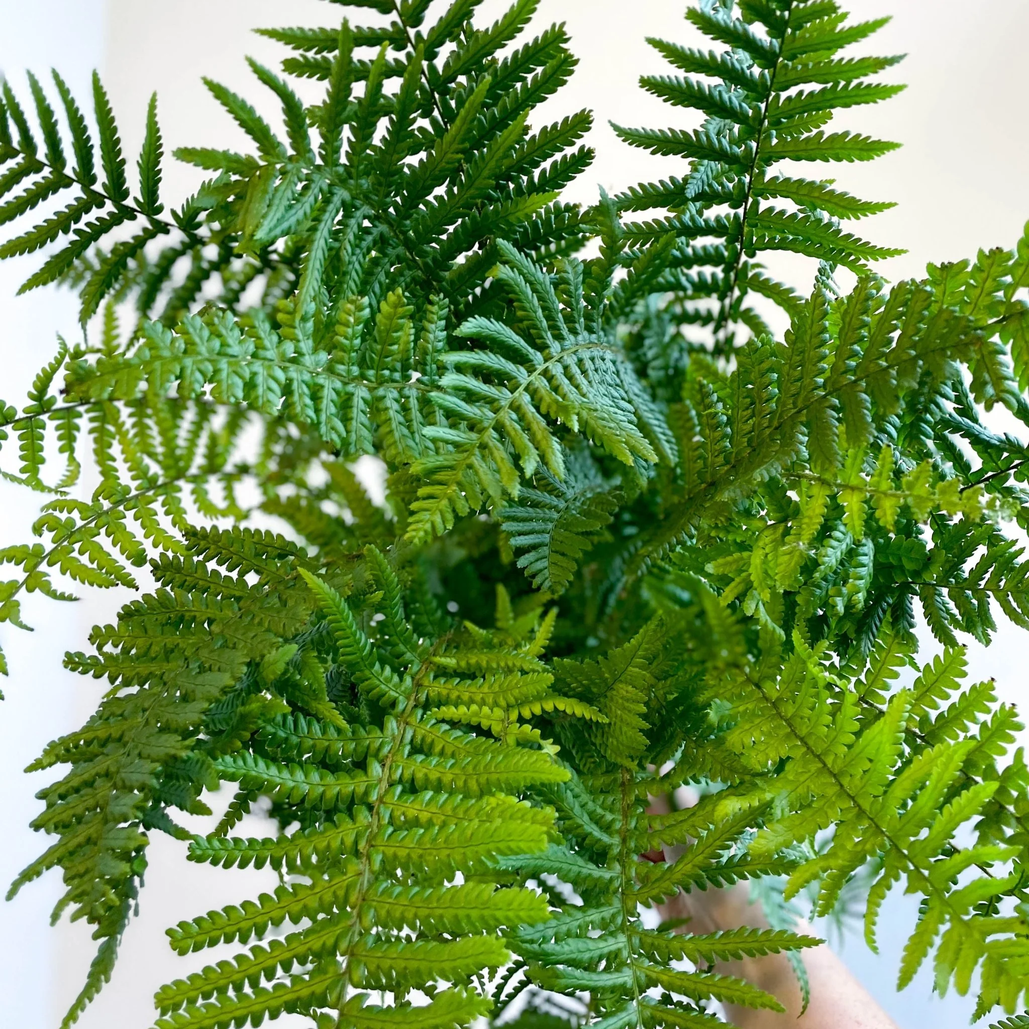 Dryopteris affinis - Scaly Male Fern [Hardy Semi-evergreen] - Image 3