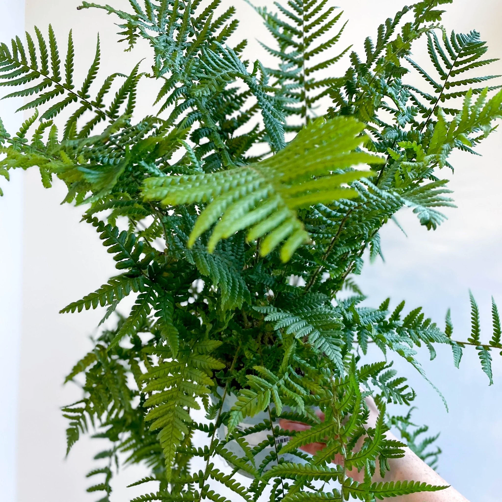 Dryopteris affinis - Scaly Male Fern [Hardy Semi-evergreen] - Image 4