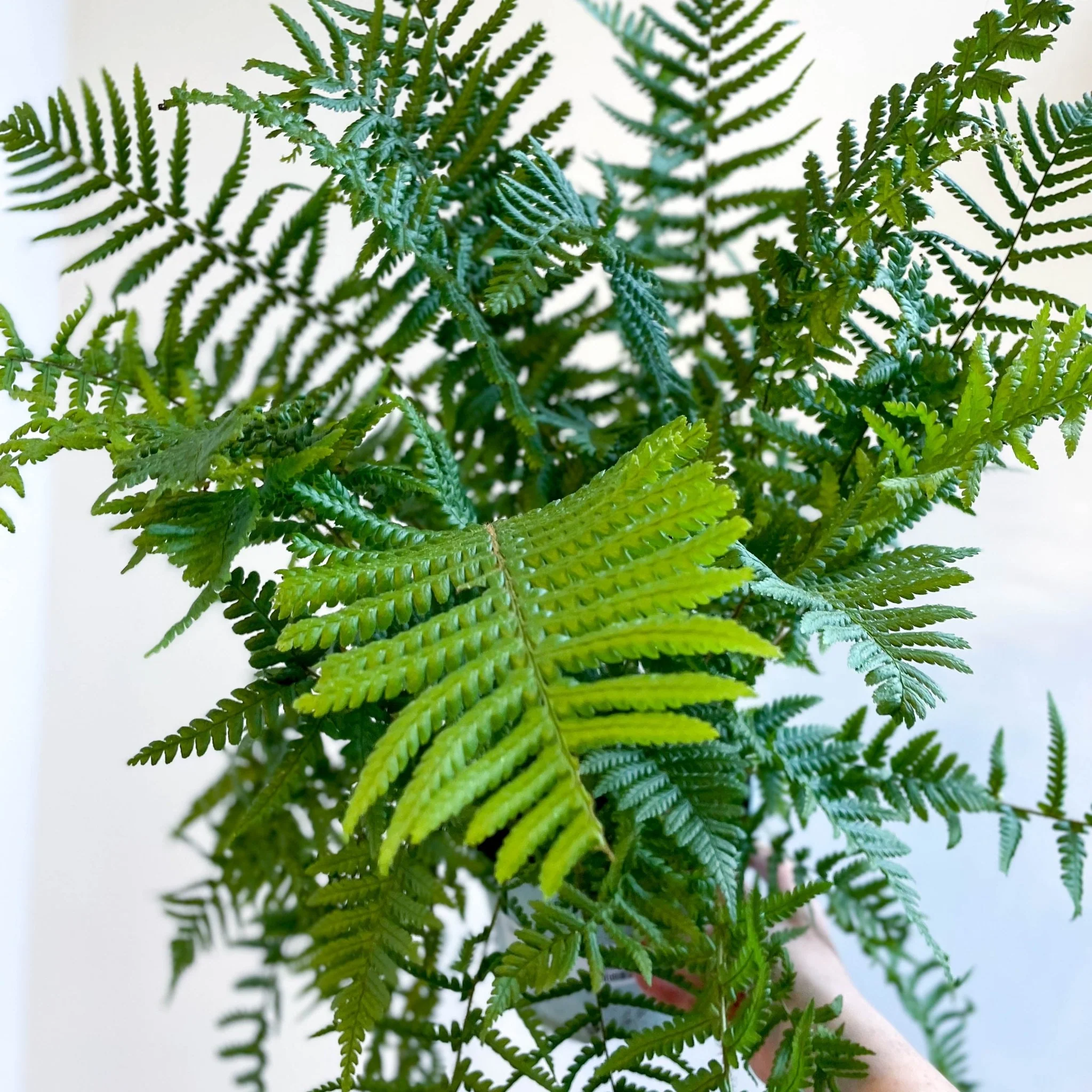 Dryopteris affinis - Scaly Male Fern [Hardy Semi-evergreen] - Image 5