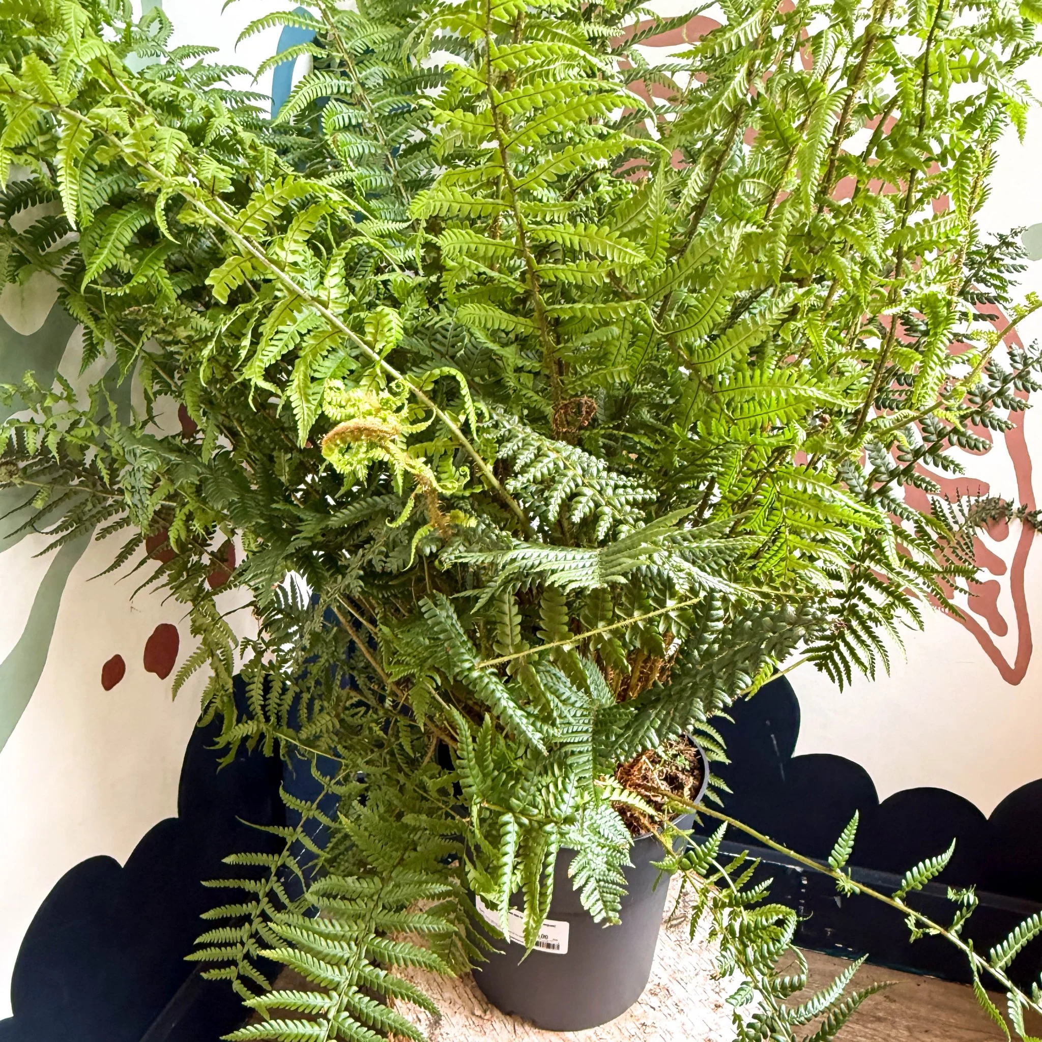 Dryopteris affinis - Scaly Male Fern [Hardy Semi-evergreen] - Image 6
