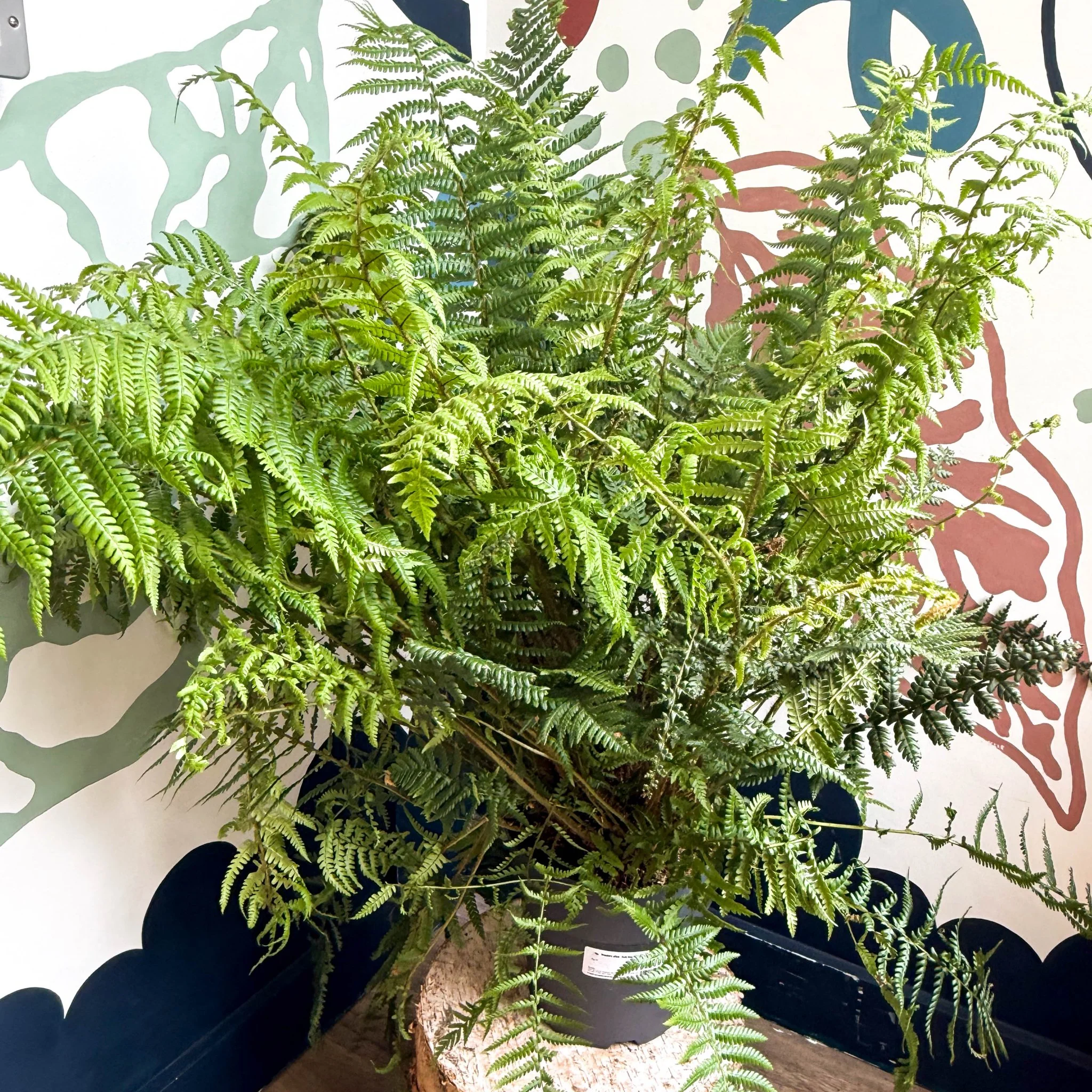 Dryopteris affinis - Scaly Male Fern [Hardy Semi-evergreen] - Image 7