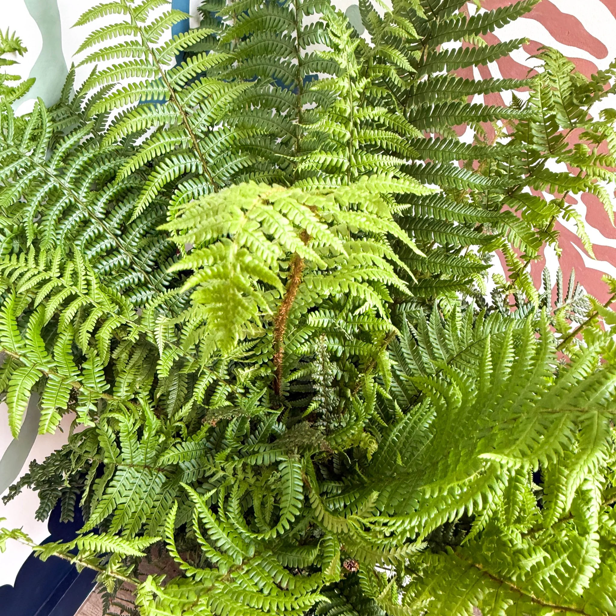 Dryopteris affinis - Scaly Male Fern [Hardy Semi-evergreen] - Image 8