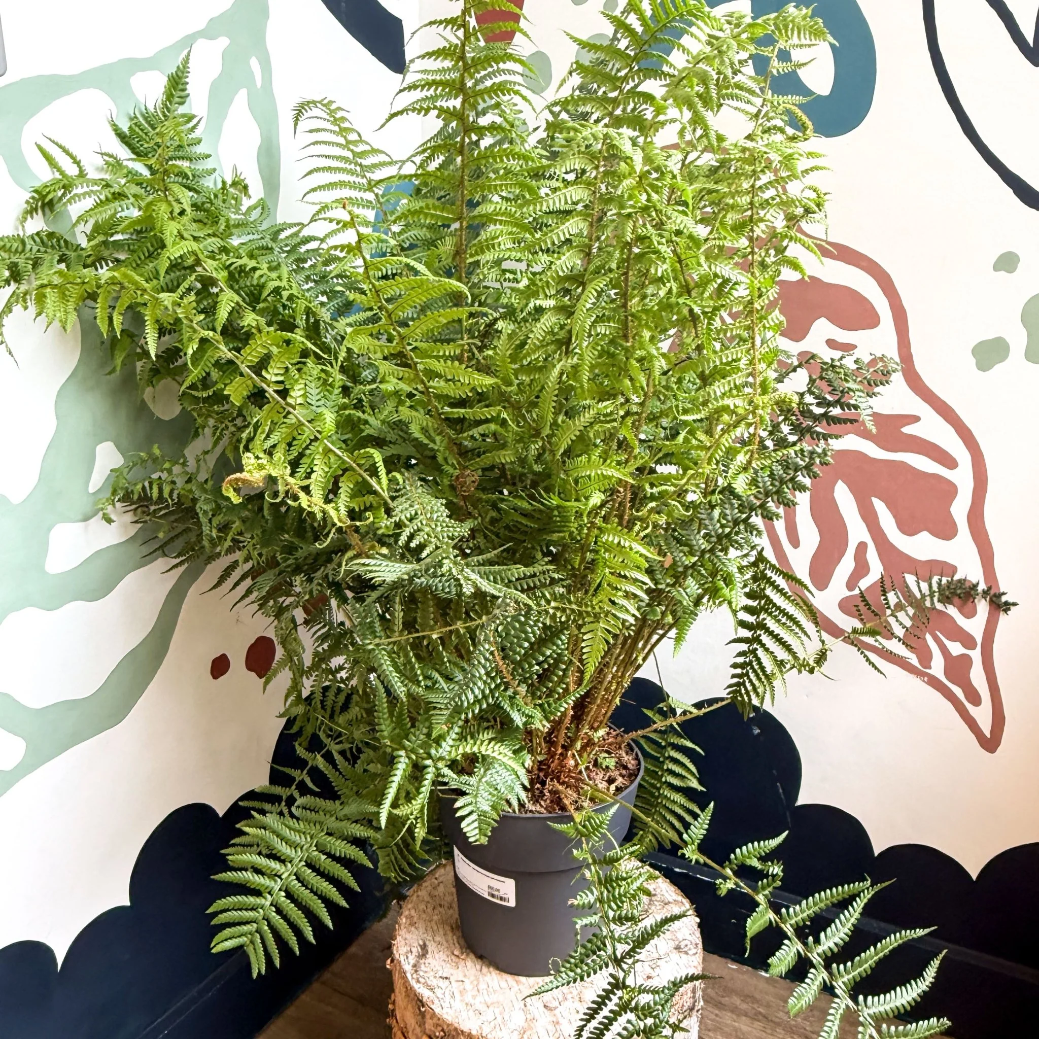 Dryopteris affinis - Scaly Male Fern [Hardy Semi-evergreen] - Image 9