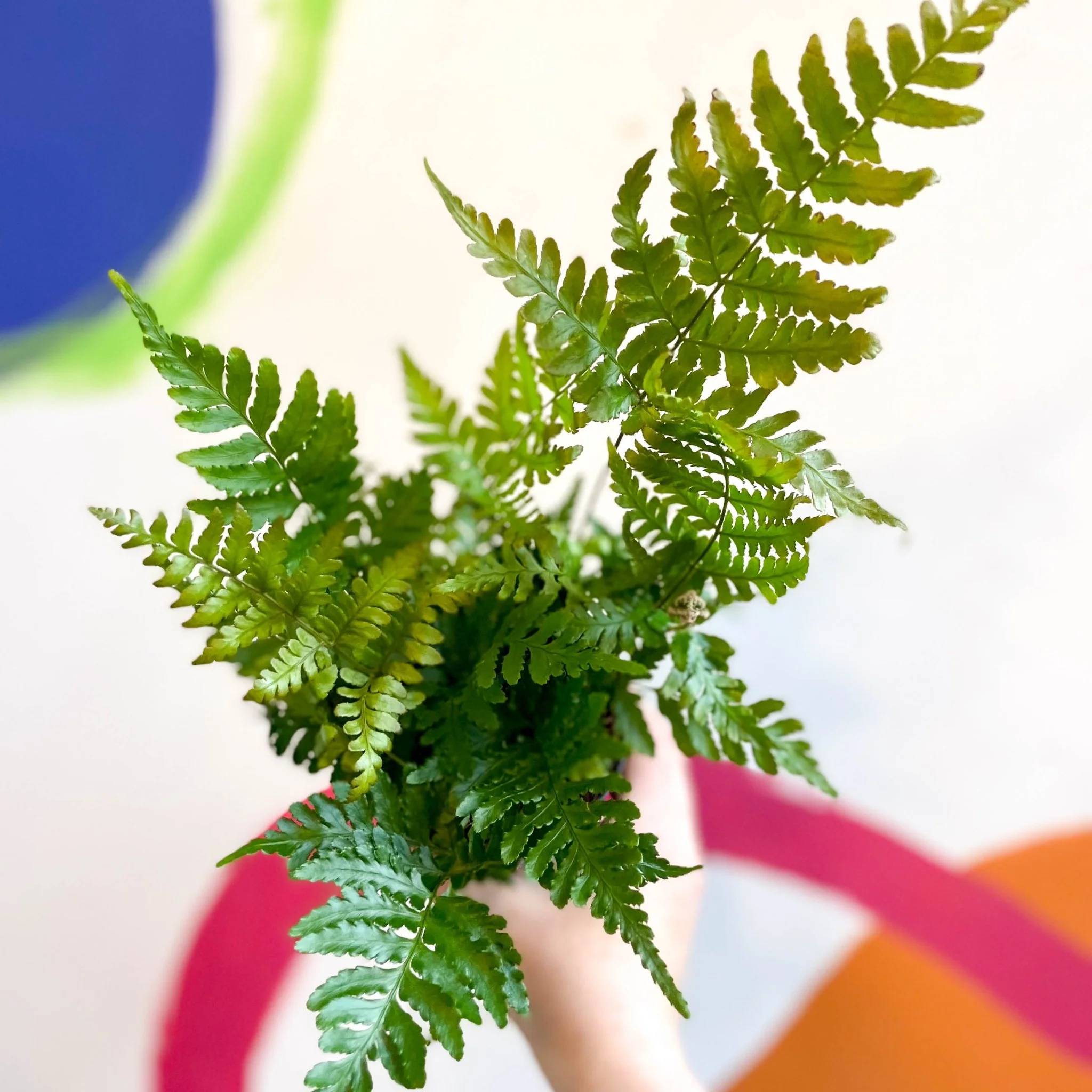 Dryopteris erythrosora 'Brilliance' - Copper Shield Fern [Hardy Evergreen]