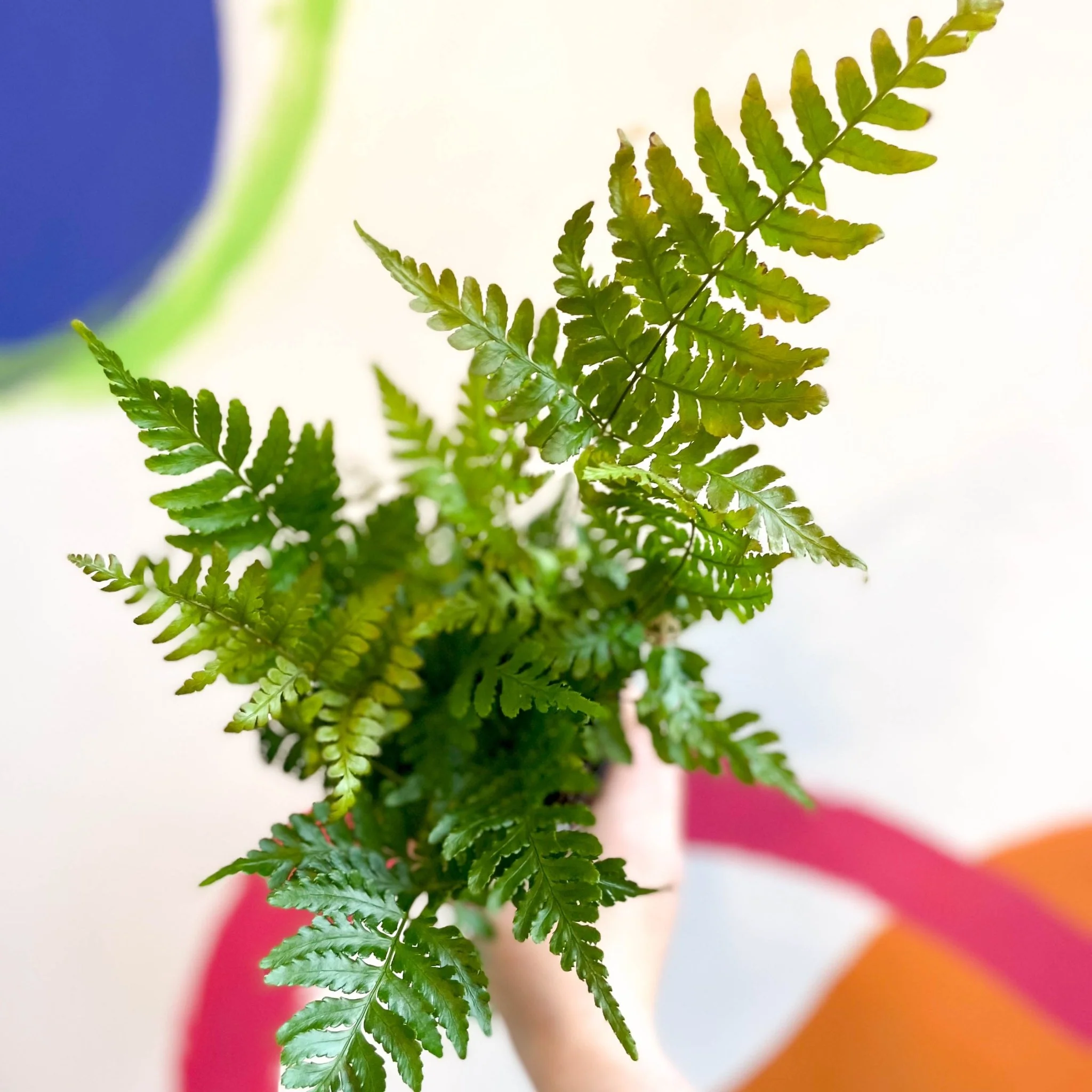 Dryopteris erythrosora 'Brilliance' - Copper Shield Fern [Hardy Evergreen] - Image 2