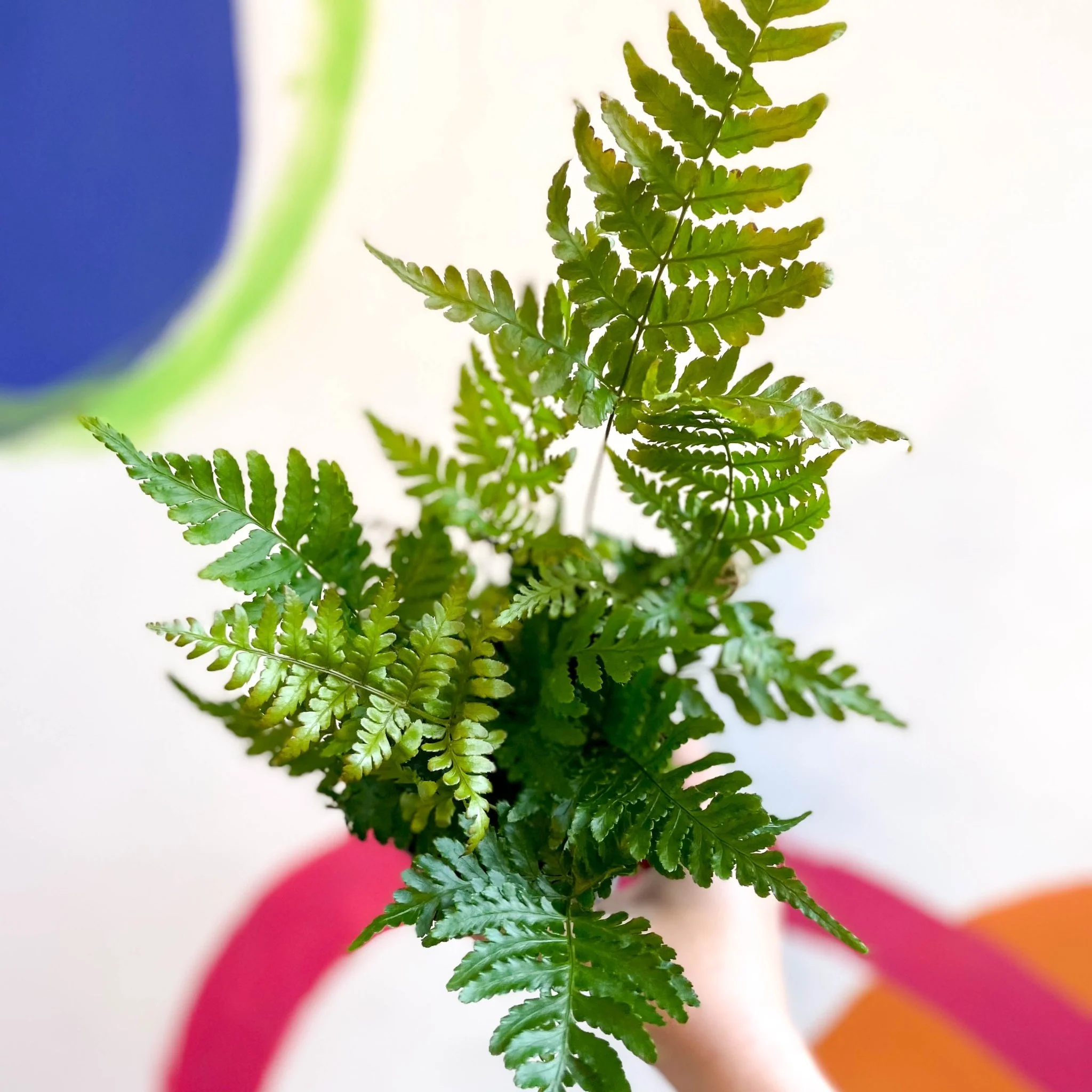 Dryopteris erythrosora 'Brilliance' - Copper Shield Fern [Hardy Evergreen] - Image 6
