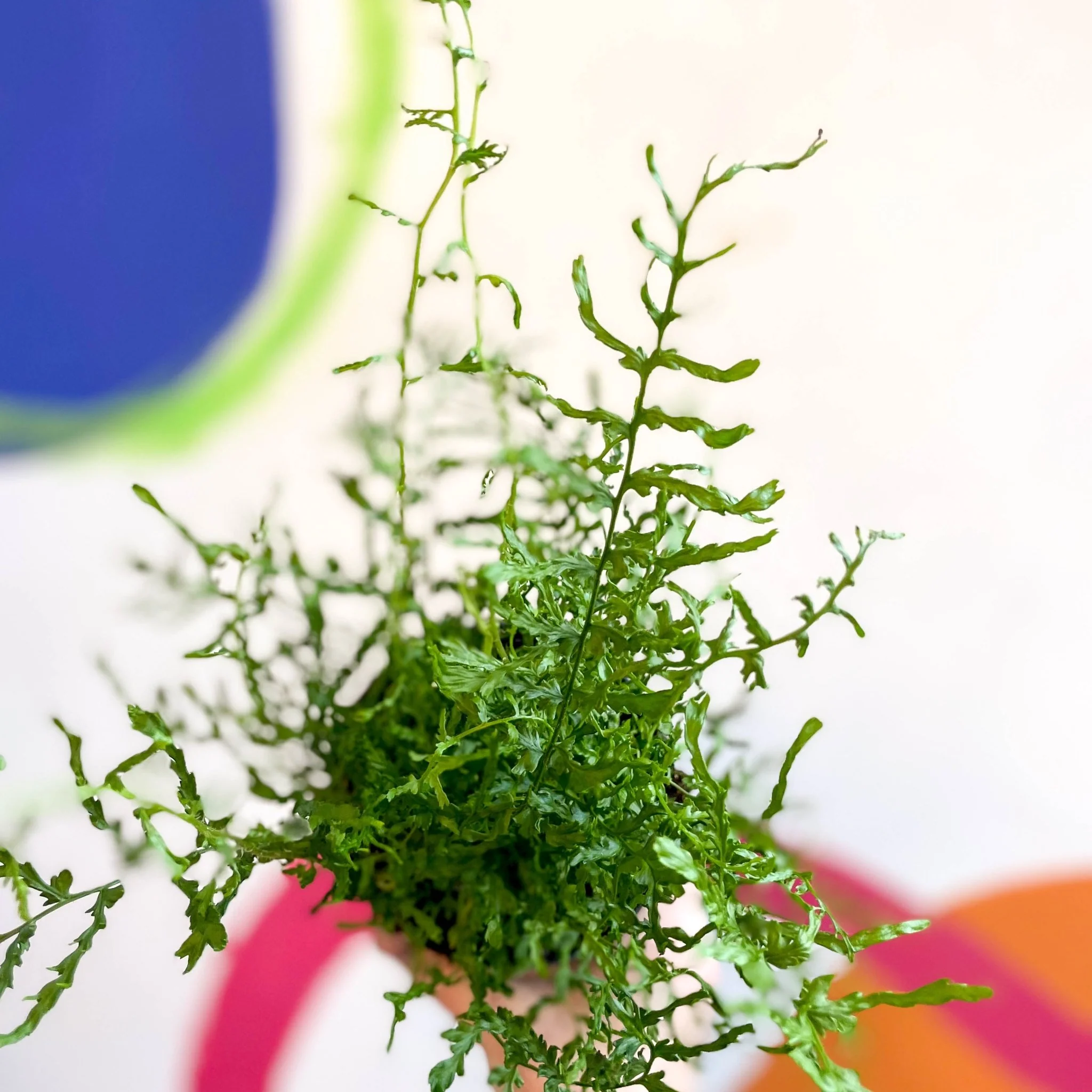 Dryopteris filix-mas 'Linearis Polydactyla' - Male Fern [Hardy Semi-evergreen] - Image 2