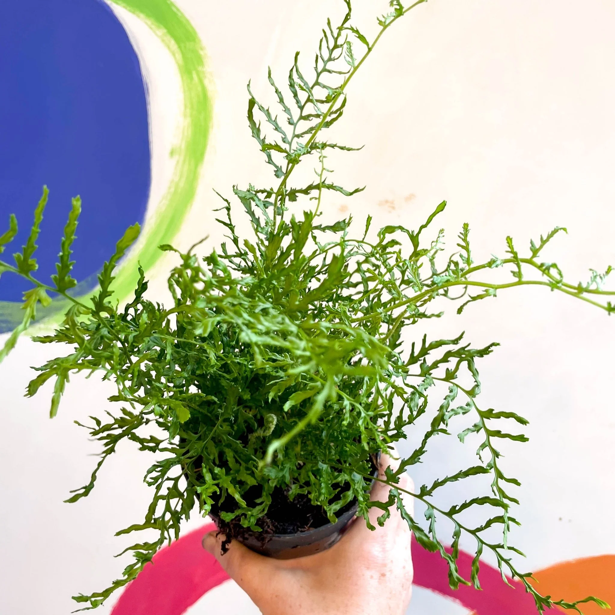 Dryopteris filix-mas 'Linearis Polydactyla' - Male Fern [Hardy Semi-evergreen] - Image 3