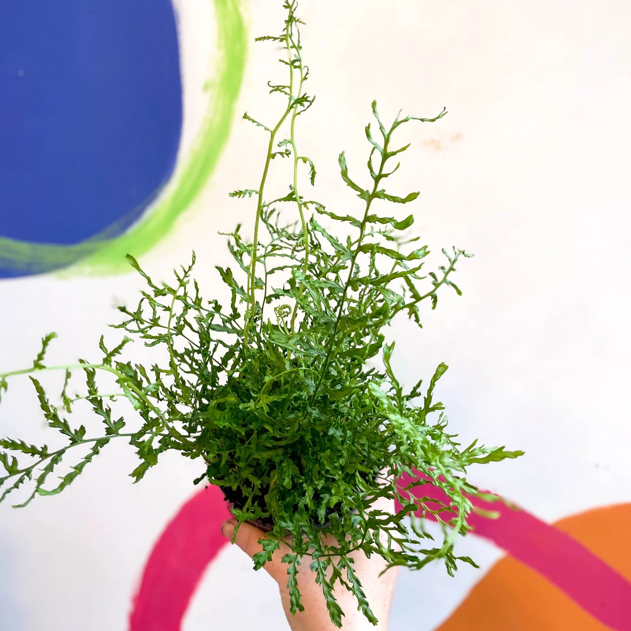 Dryopteris filix-mas 'Linearis Polydactyla' - Male Fern [Hardy Semi-evergreen] - Image 5