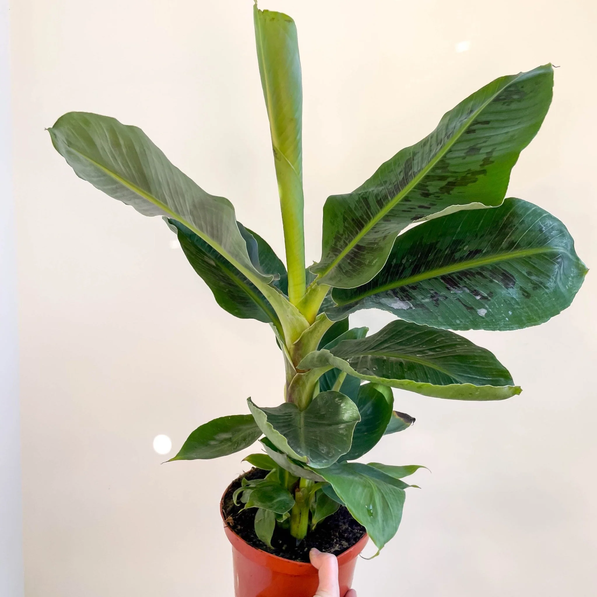Musa acuminata ‘Dwarf Cavendish’ - Banana Plant