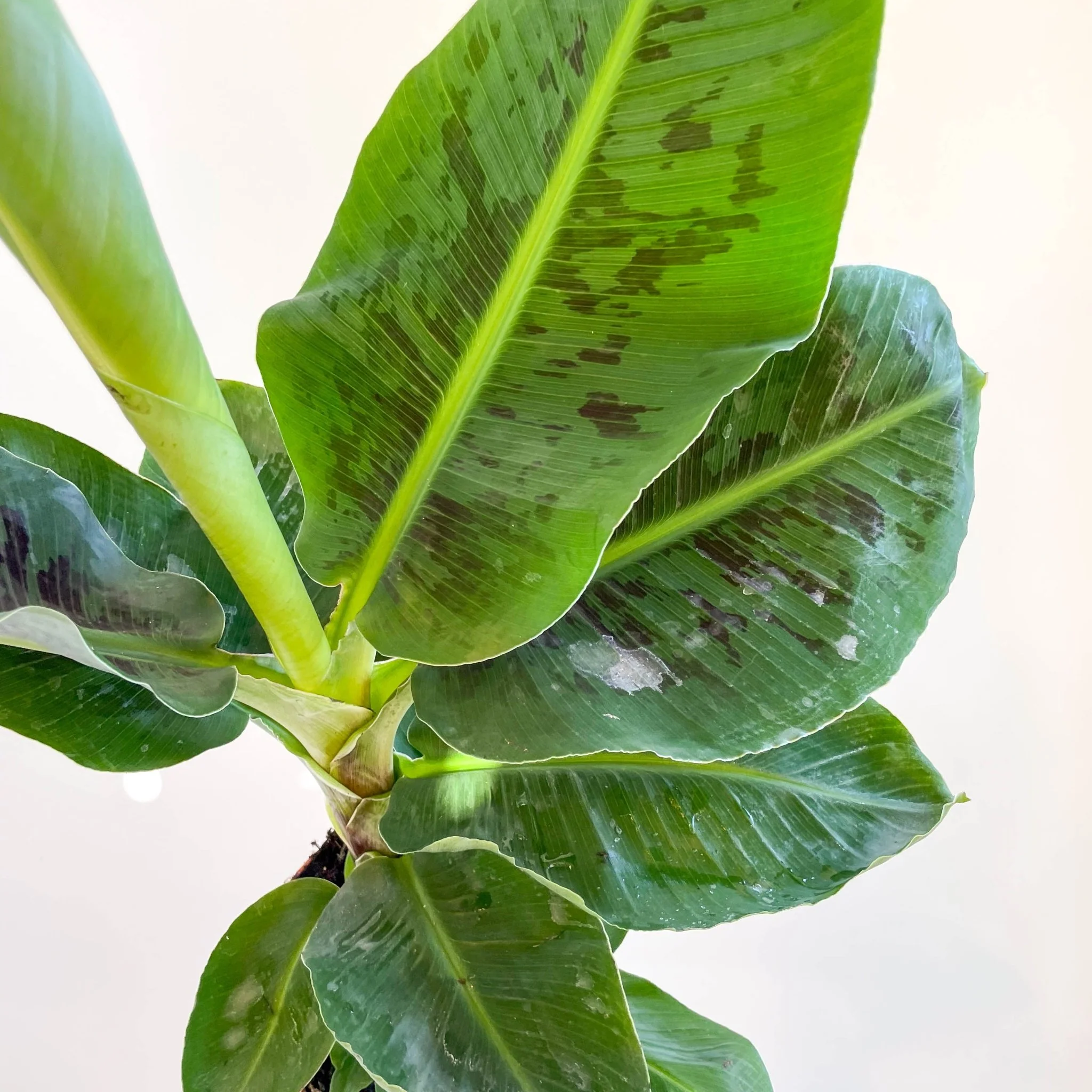 Musa acuminata ‘Dwarf Cavendish’ - Banana Plant - Image 2