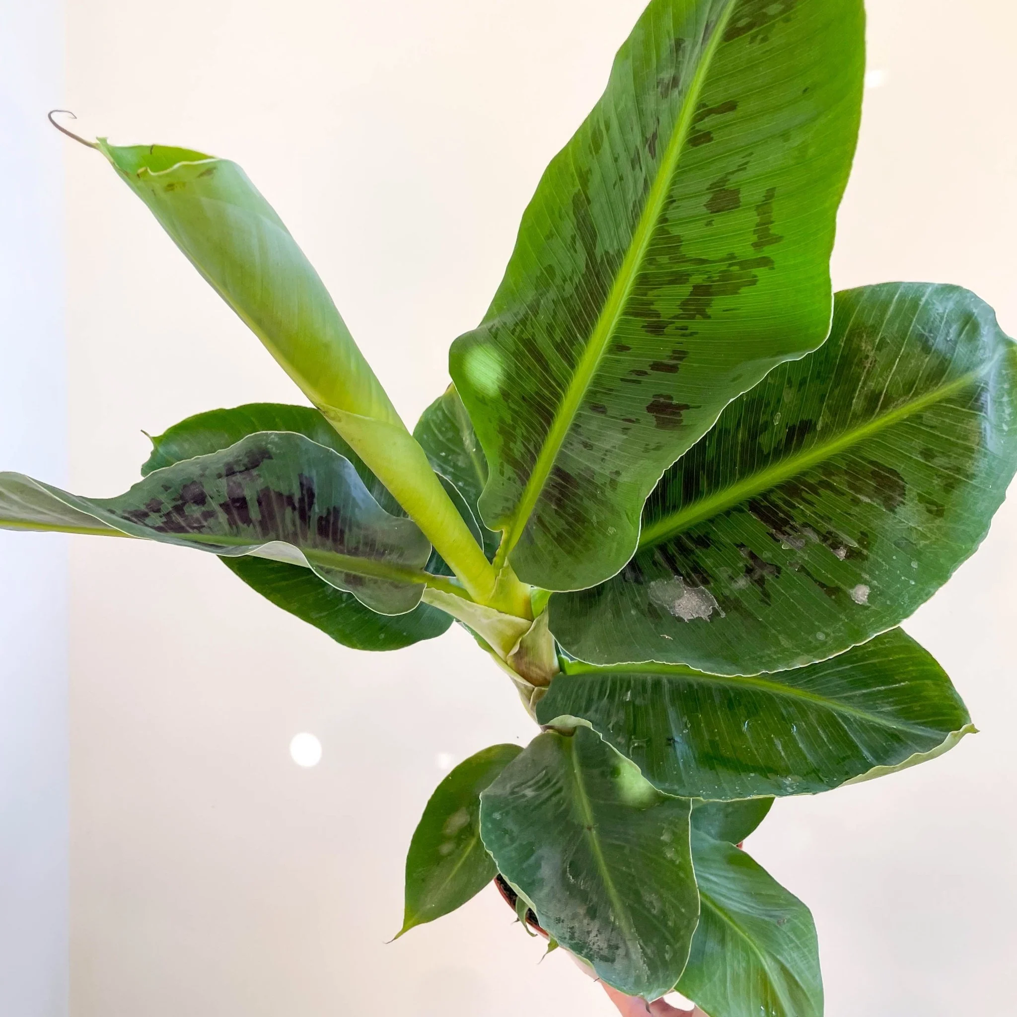 Musa acuminata ‘Dwarf Cavendish’ - Banana Plant - Image 4