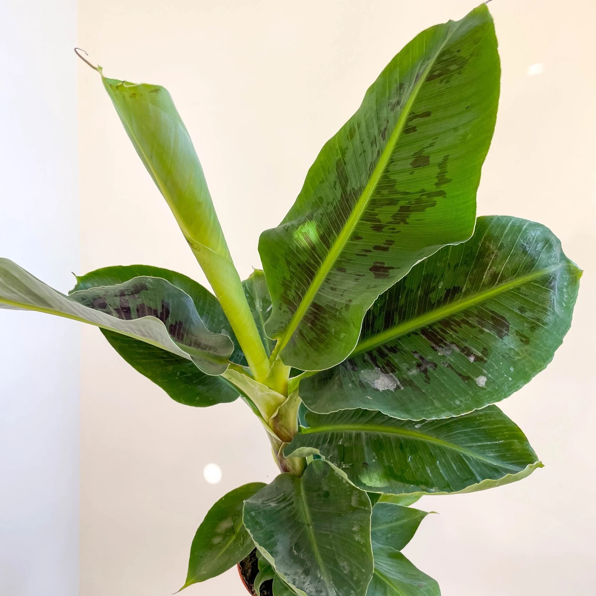 Musa acuminata ‘Dwarf Cavendish’ - Banana Plant - Image 5