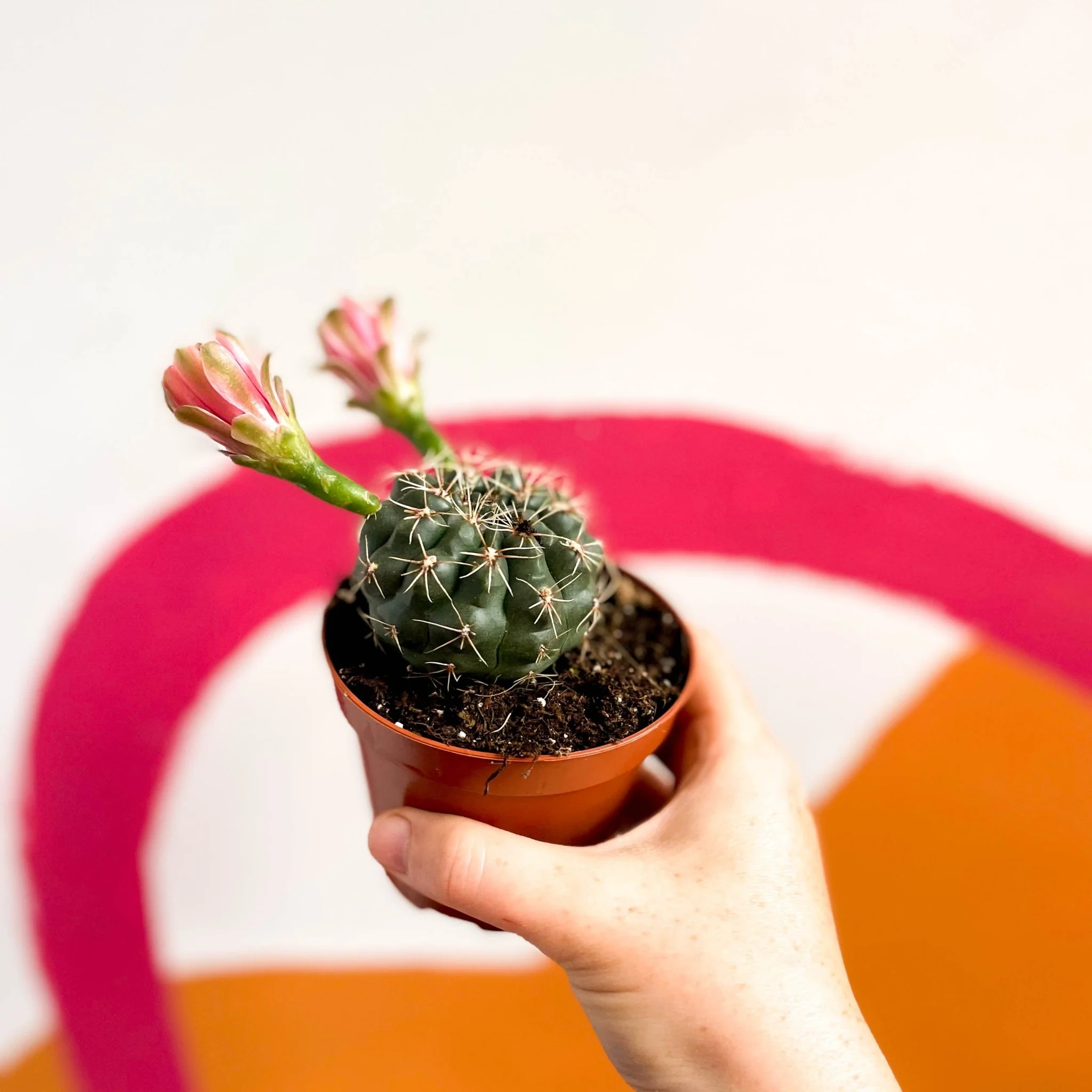 Dwarf Chin Cactus - Gymnocalycium baldianum - Image 5