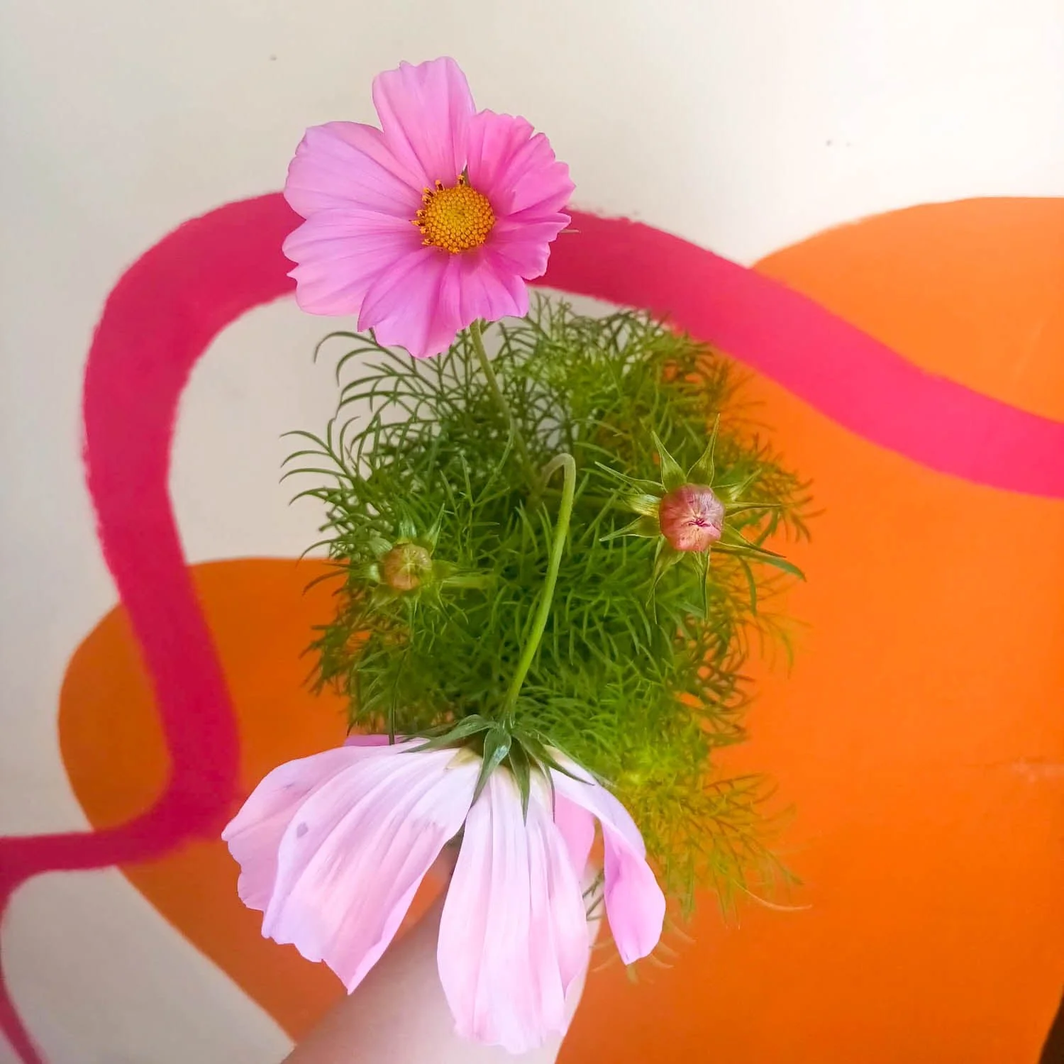 Cosmos bipinnatus 'Apollo Pale Pink' [British Grown]