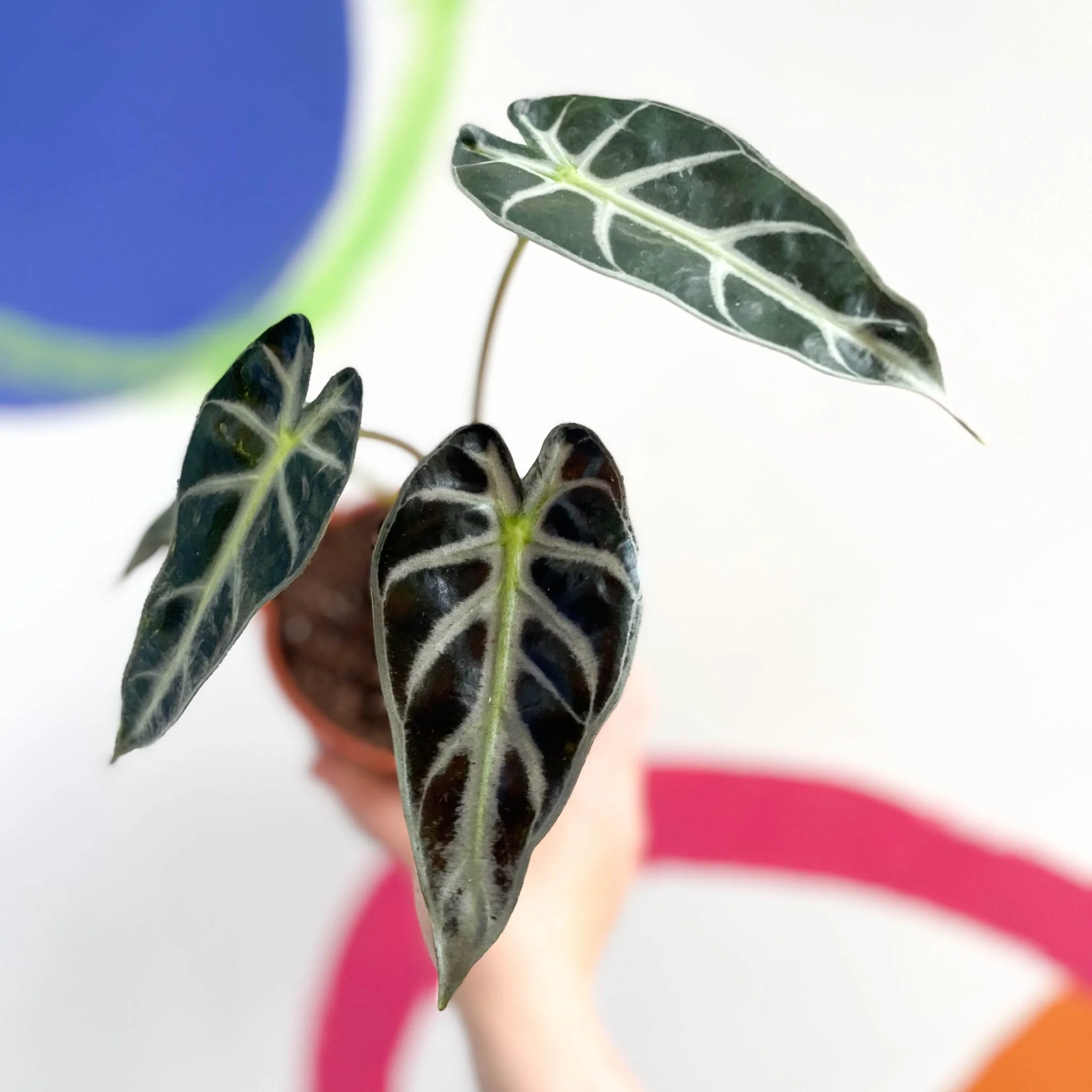 Alocasia amazonica - Dwarf Elephant Ear - British Grown - Image 5
