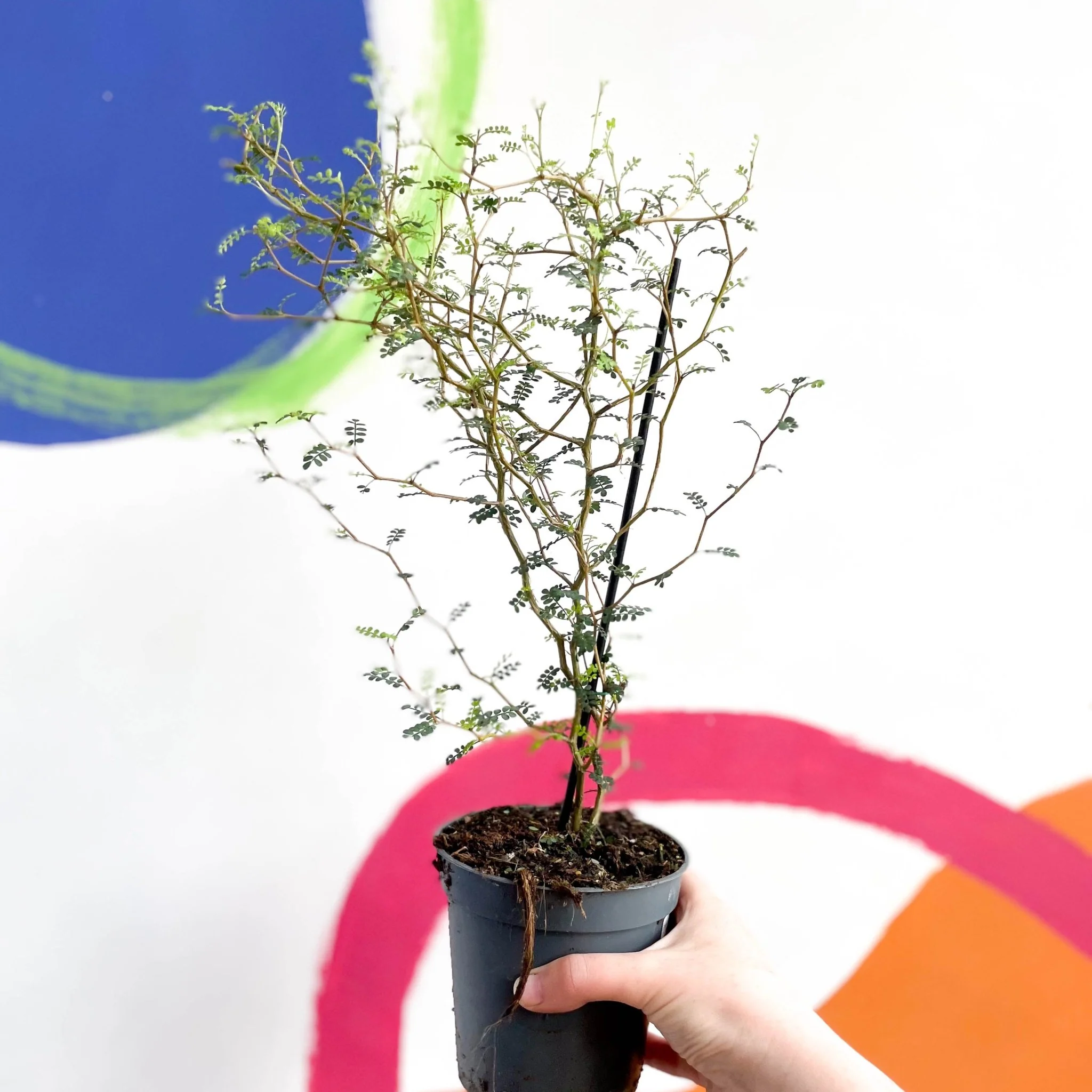 Sophora prostrata 'Little Baby' - Dwarf Kowhai - Image 8