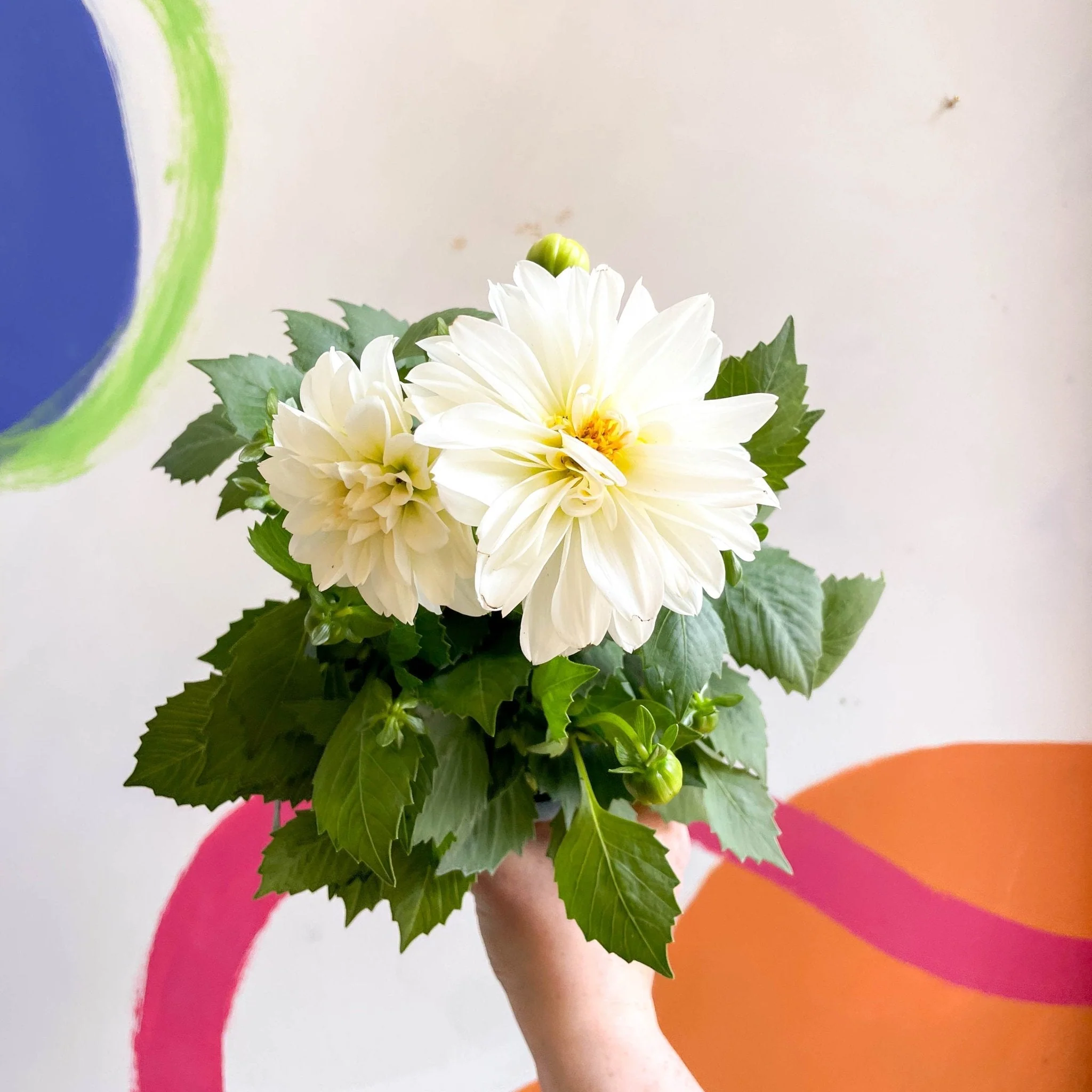 Dwarf White Dahlia - Dahlia 'Dahlietta Whitney' - British Grown - Image 2