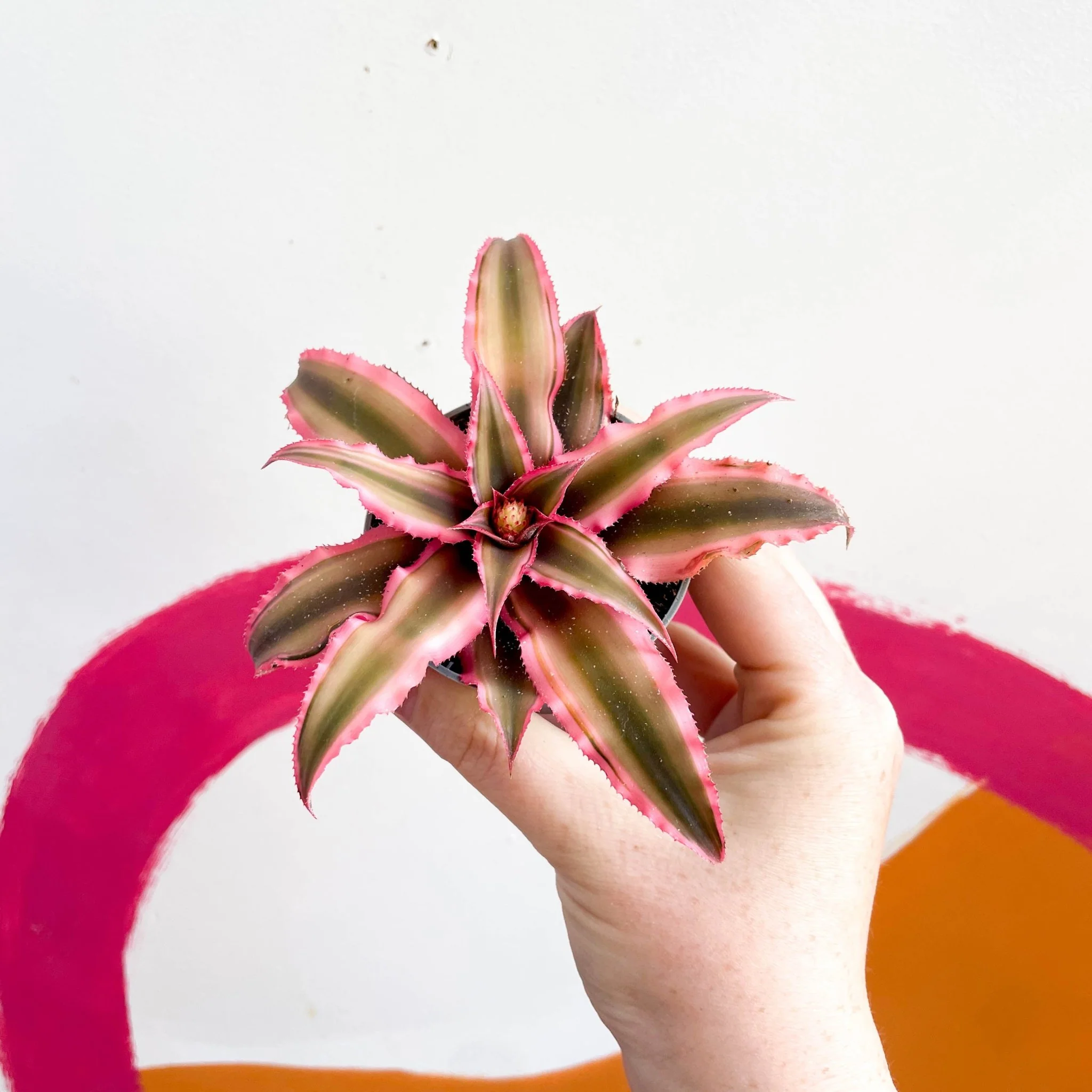 Earth Star Plant - Cryptanthus bivittatus 'Light Pink Star'