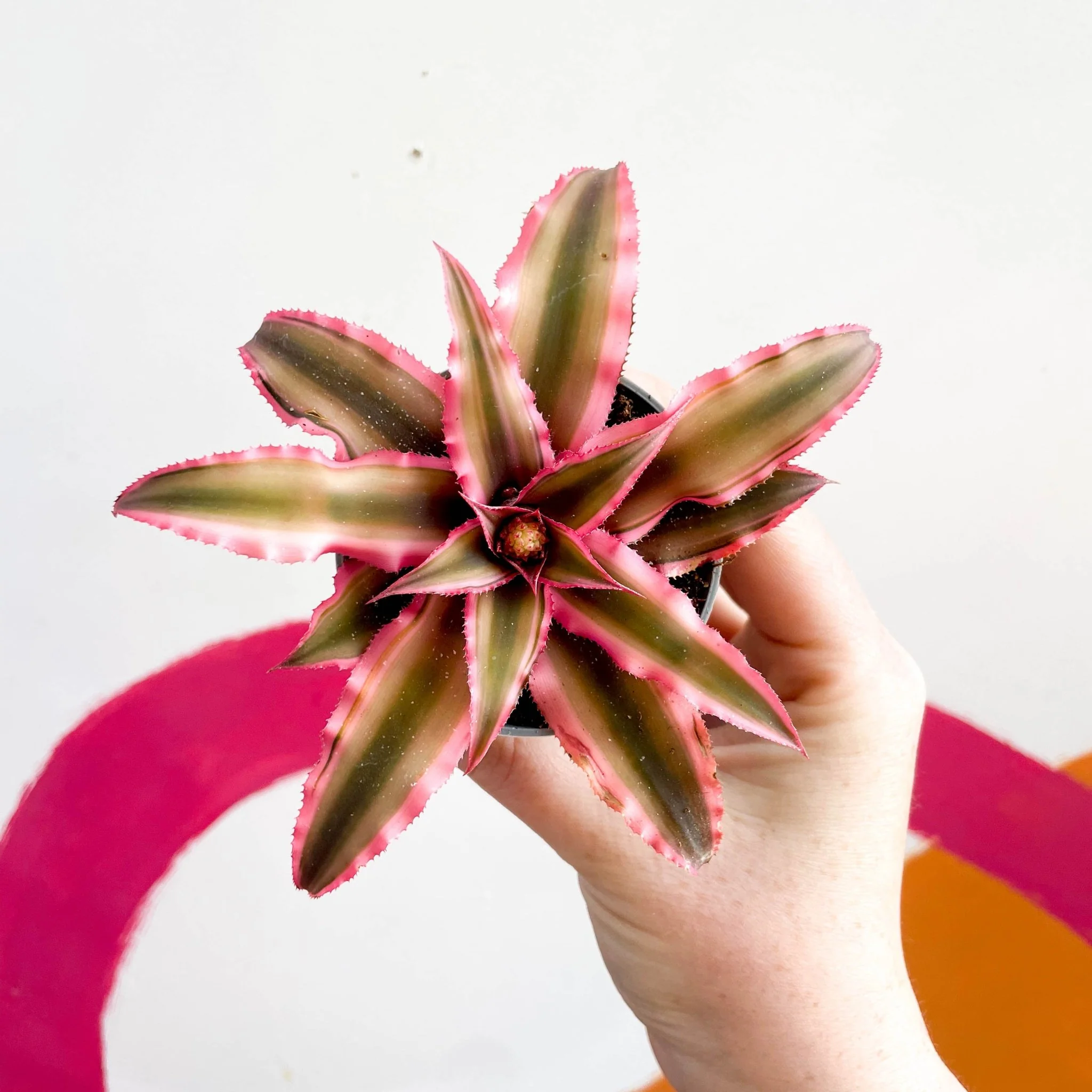 Earth Star Plant - Cryptanthus bivittatus 'Light Pink Star' - Image 2
