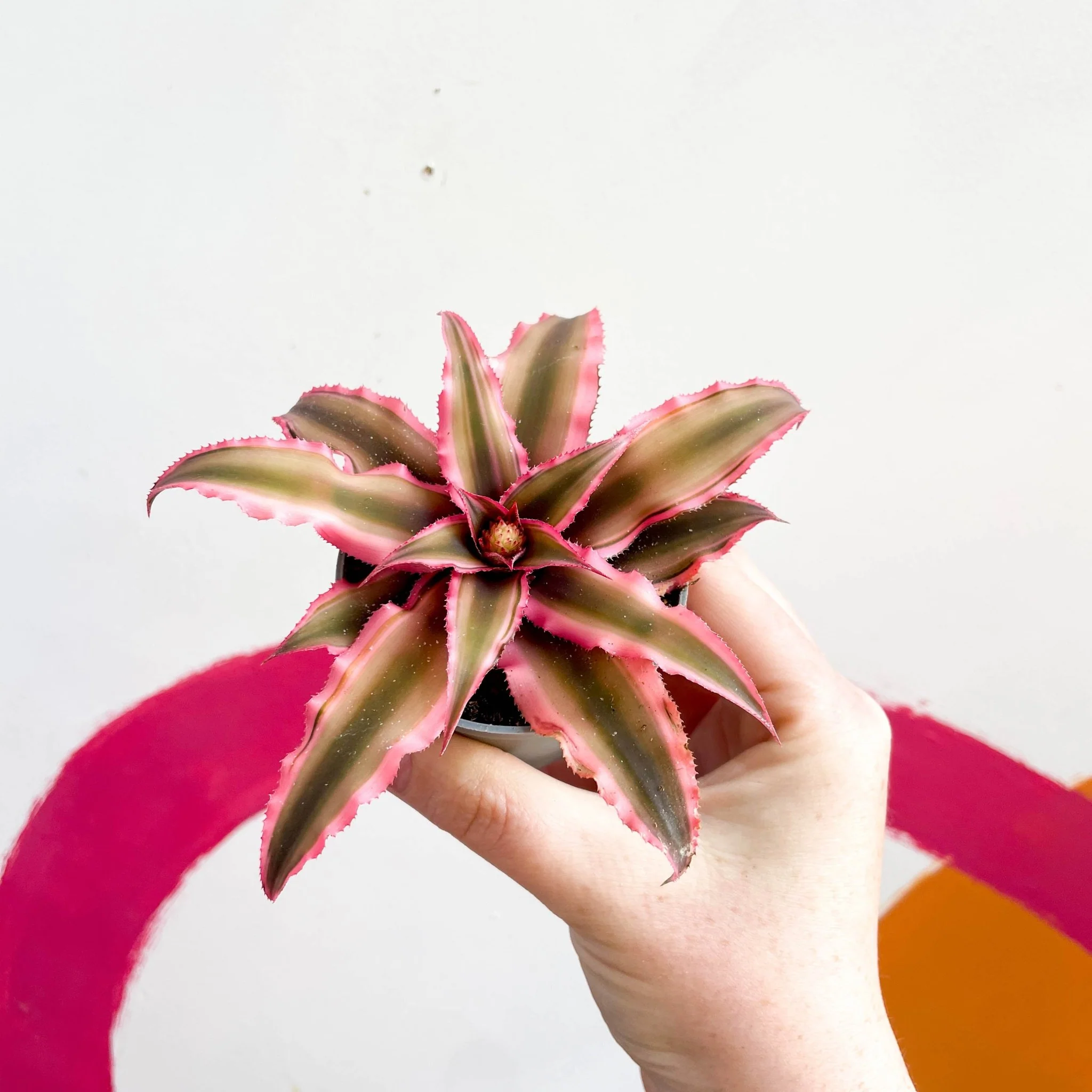 Earth Star Plant - Cryptanthus bivittatus 'Light Pink Star' - Image 4