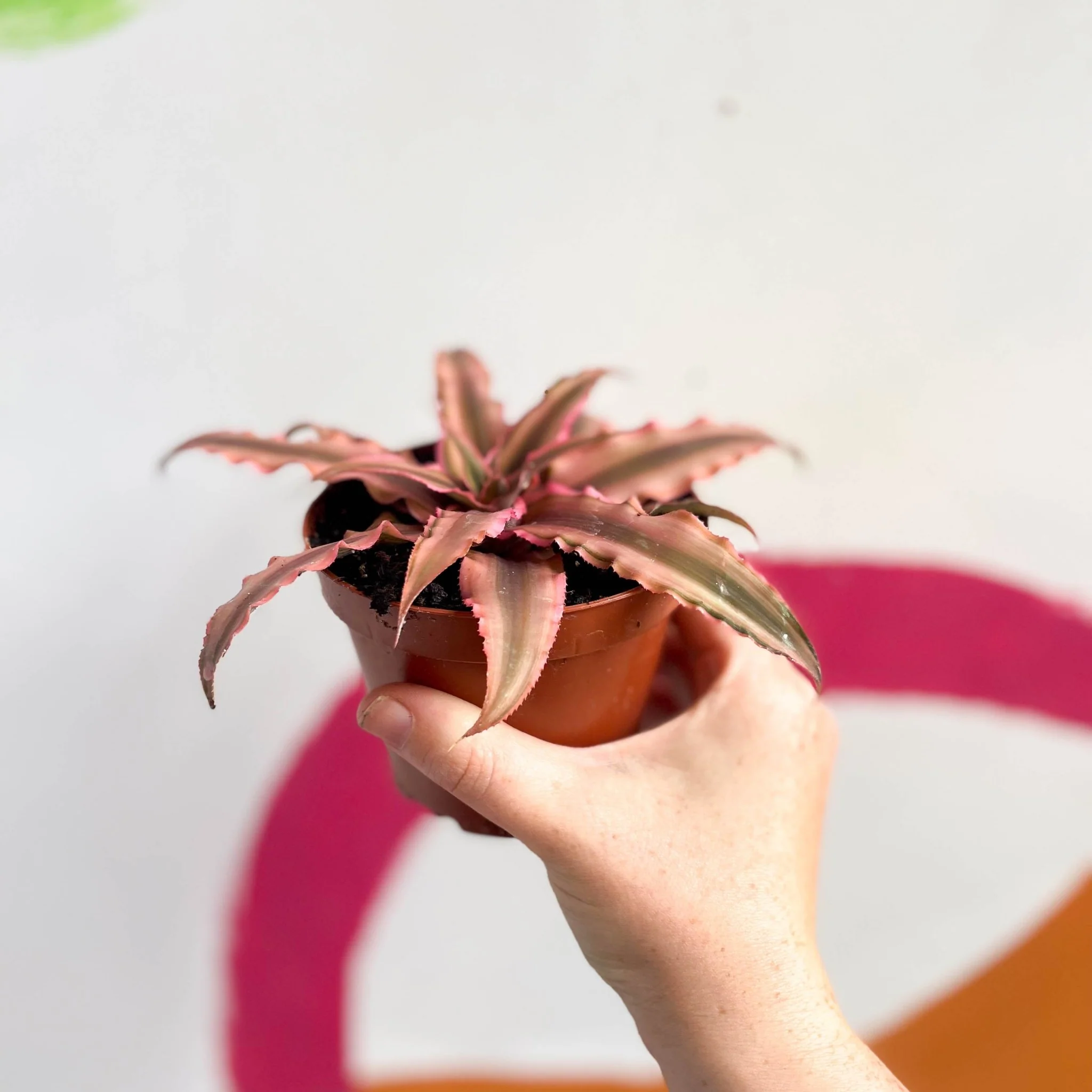 Earth Star Plant - Cryptanthus bivittatus 'Light Pink Star' - Image 6