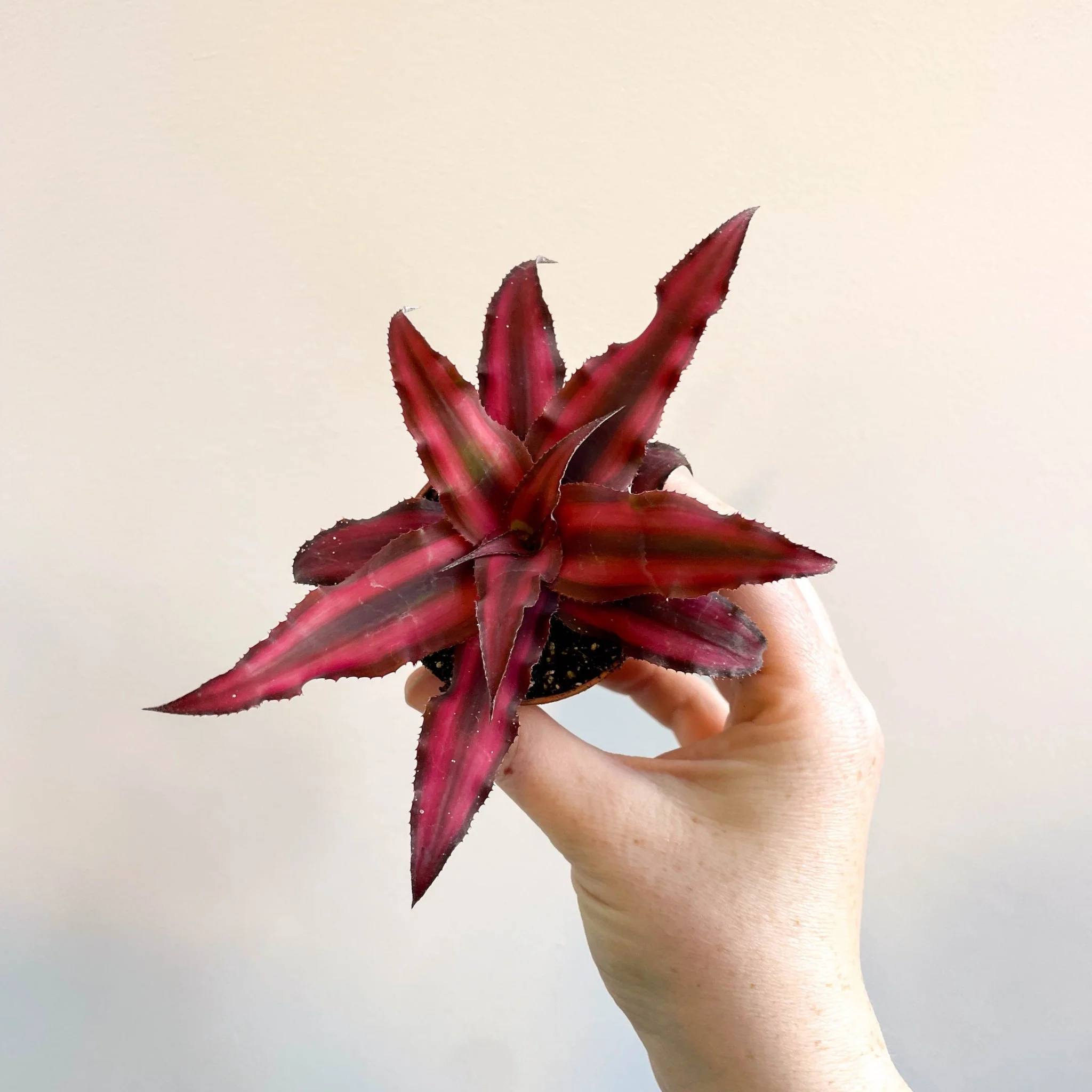 Cryptanthus bivittatus 'Red Star' - Earth Star Plant