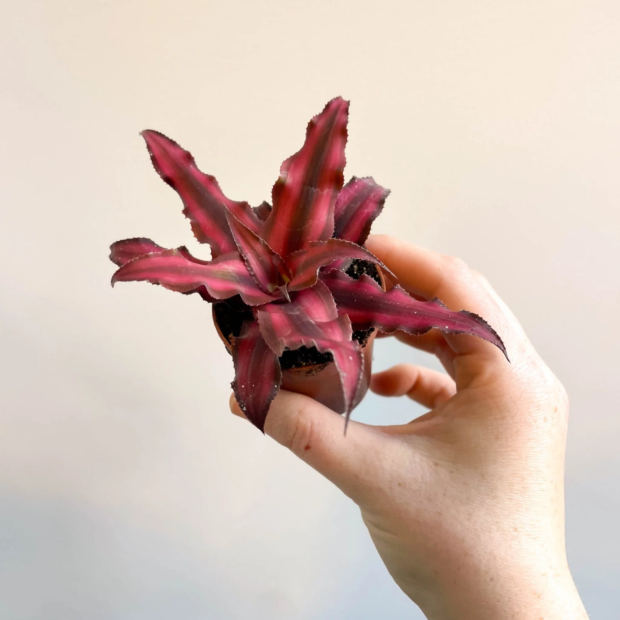 Cryptanthus bivittatus 'Red Star' - Earth Star Plant - Image 10