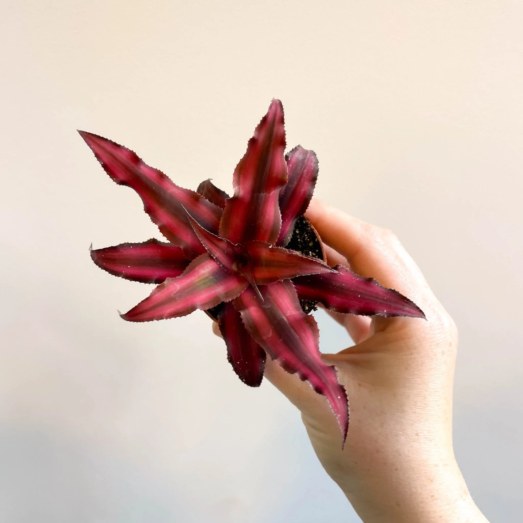 Cryptanthus bivittatus 'Red Star' - Earth Star Plant - Image 11