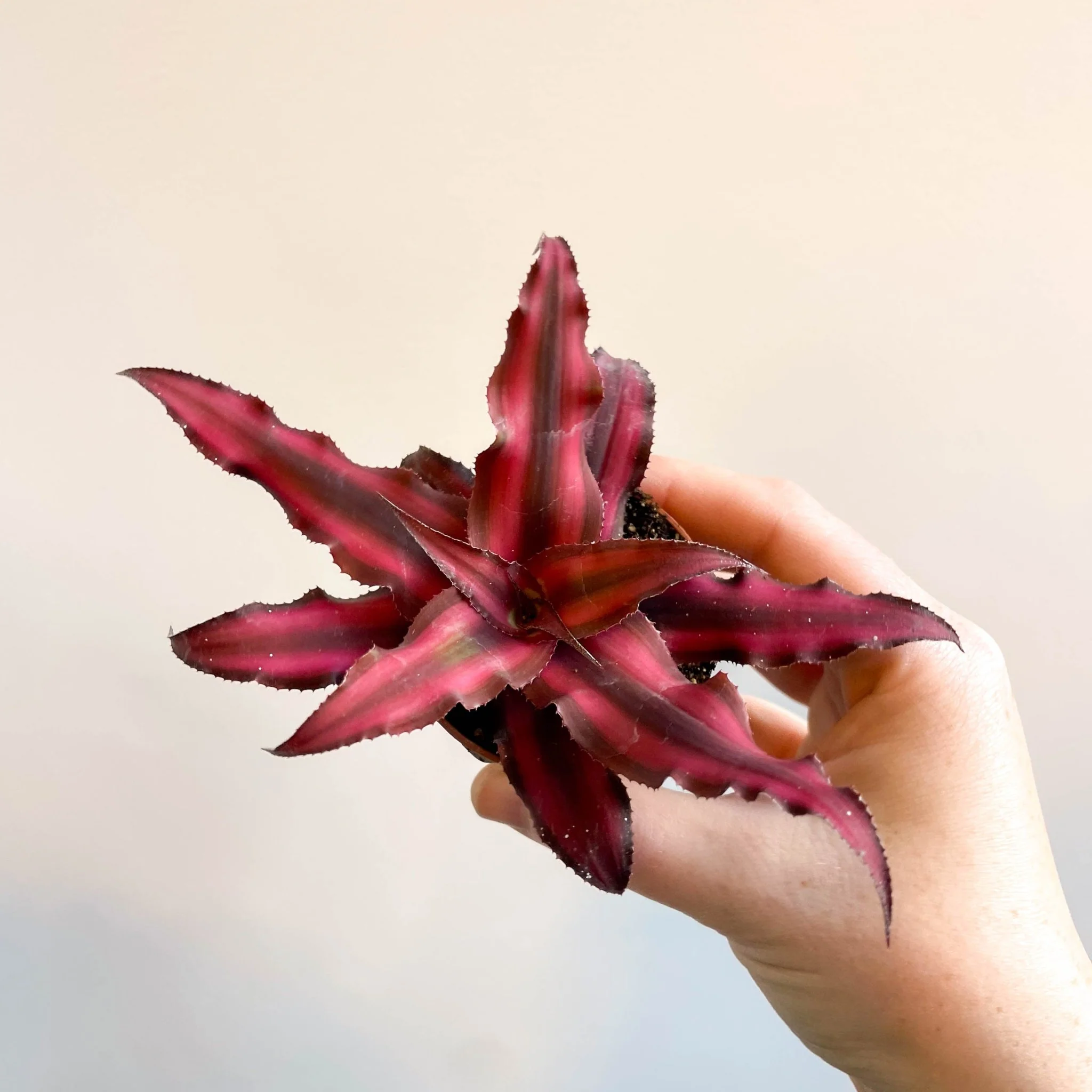 Cryptanthus bivittatus 'Red Star' - Earth Star Plant - Image 12