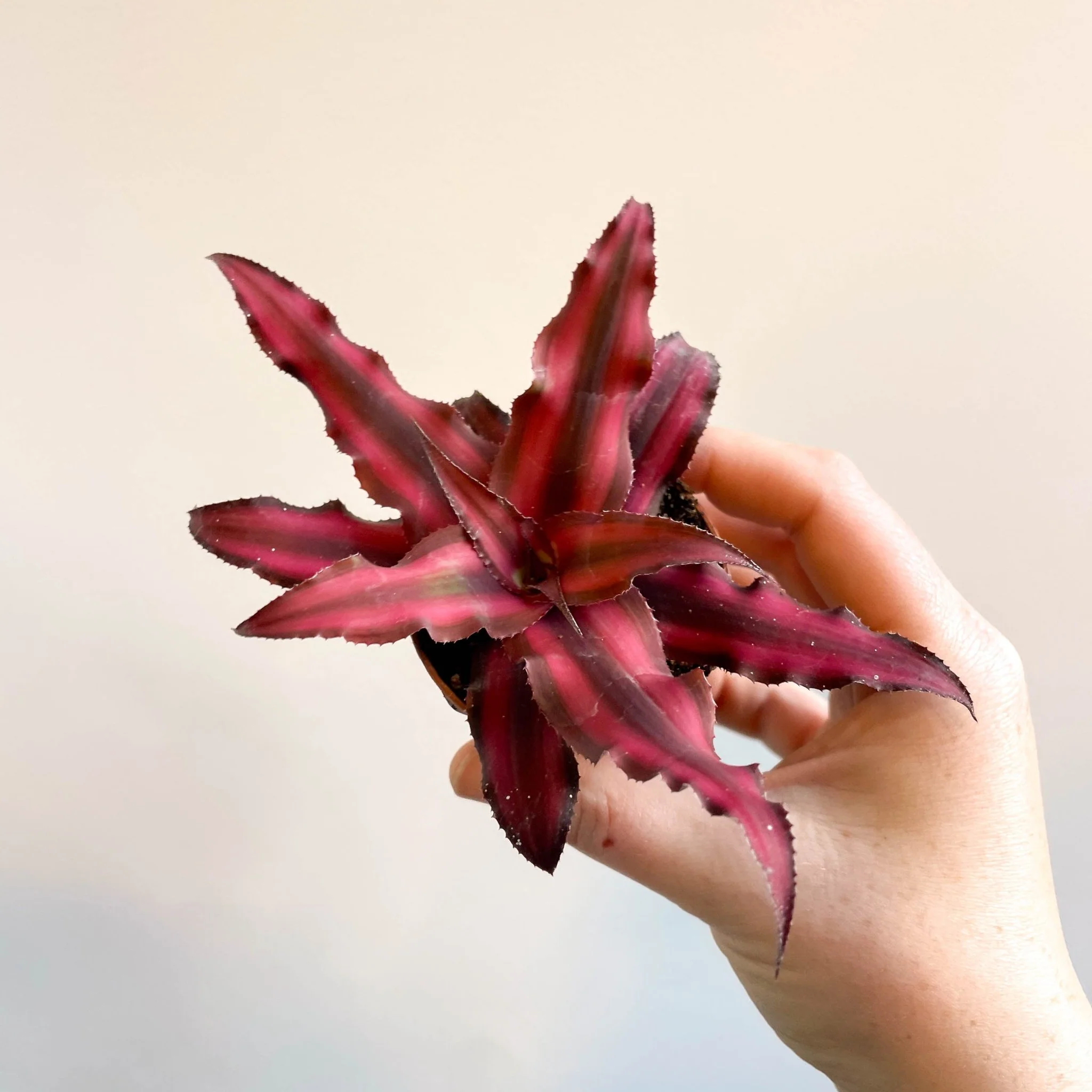 Cryptanthus bivittatus 'Red Star' - Earth Star Plant - Image 13