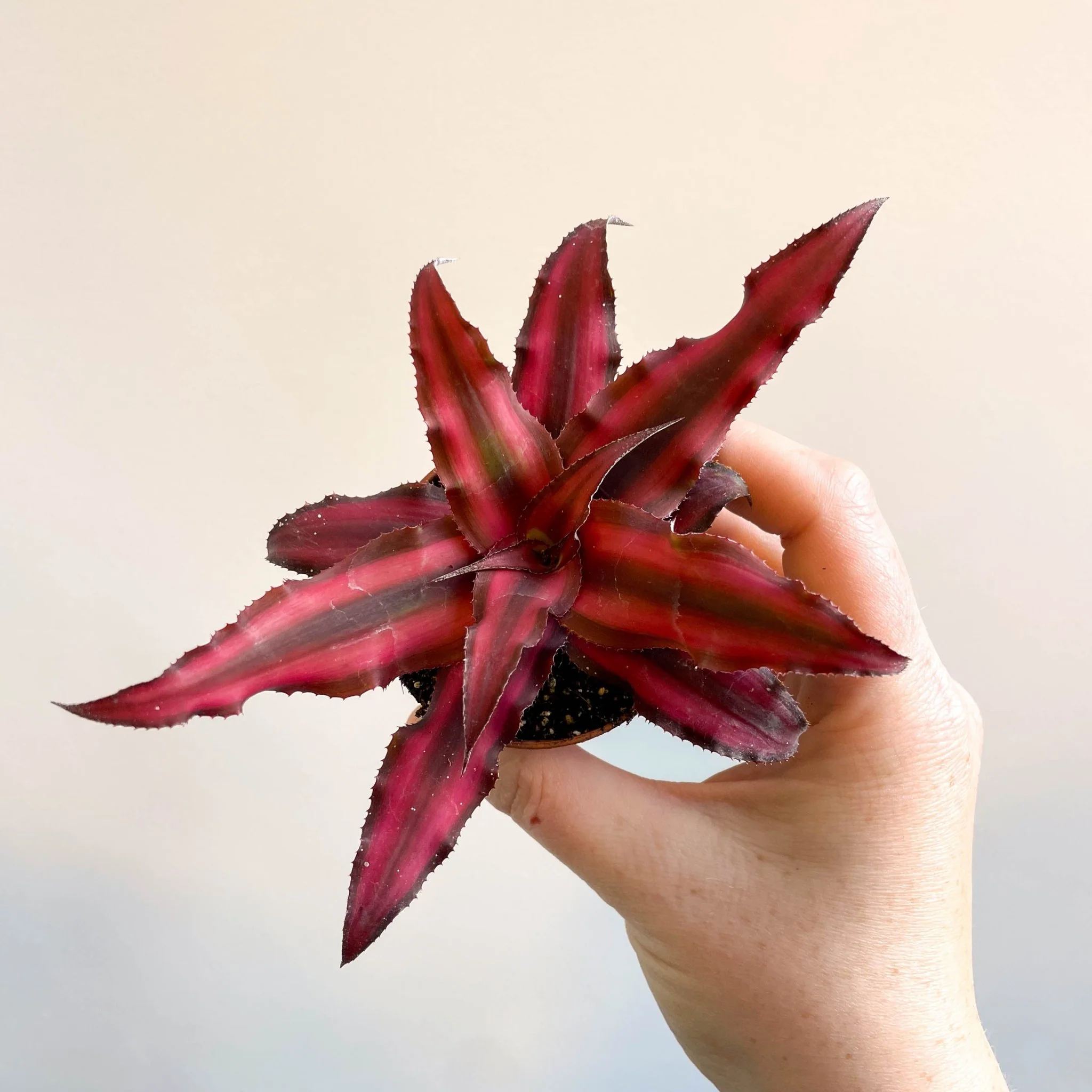 Cryptanthus bivittatus 'Red Star' - Earth Star Plant - Image 14