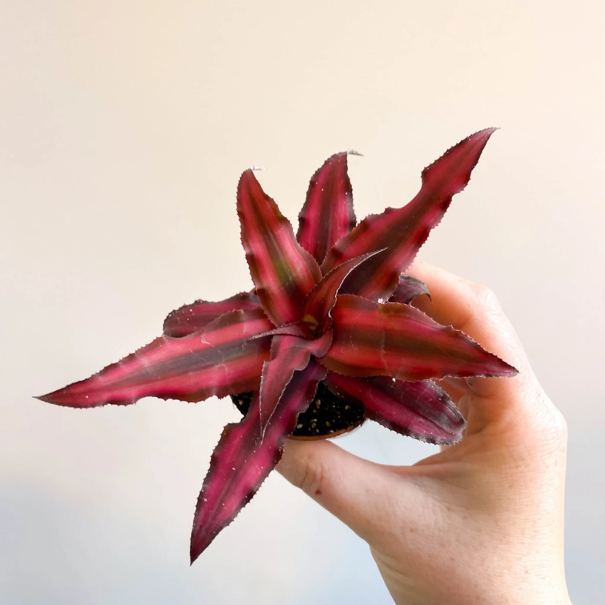 Cryptanthus bivittatus 'Red Star' - Earth Star Plant - Image 15