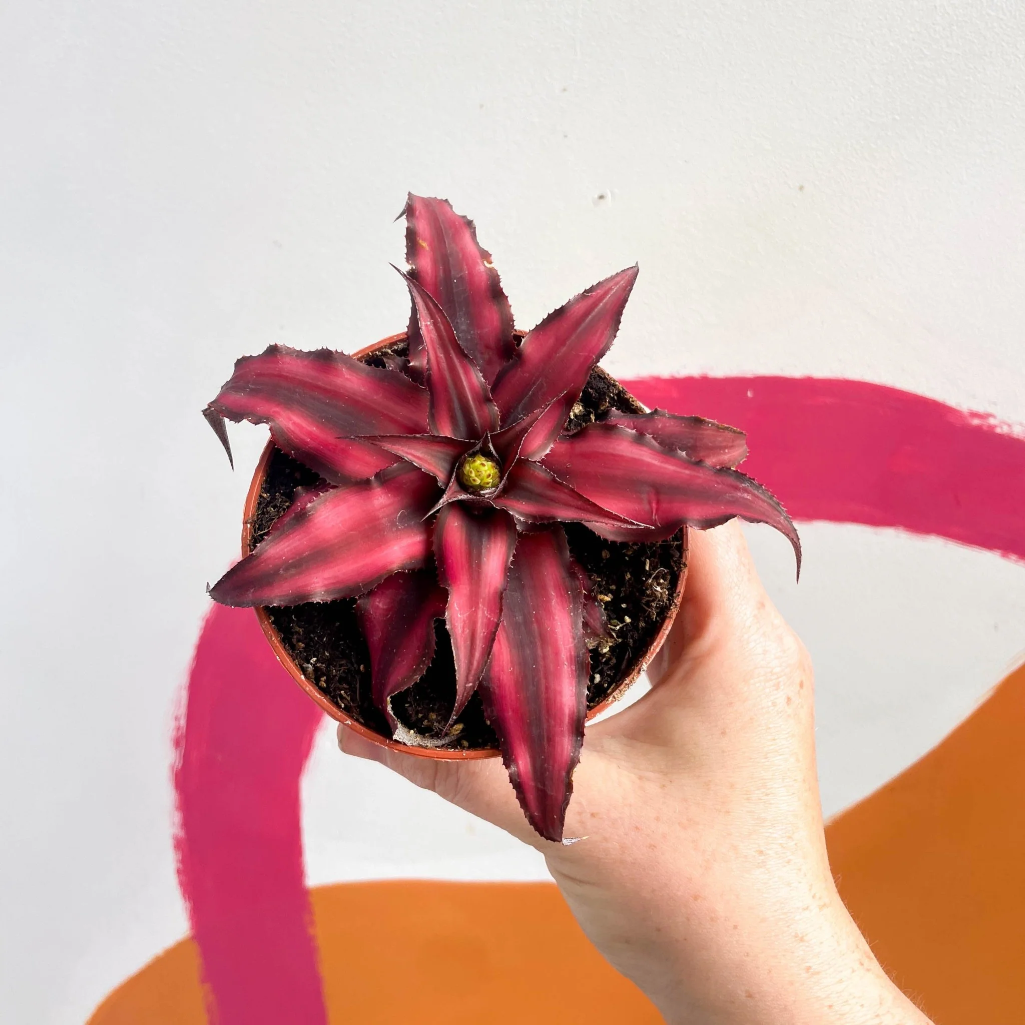 Cryptanthus bivittatus 'Red Star' - Earth Star Plant - Image 4